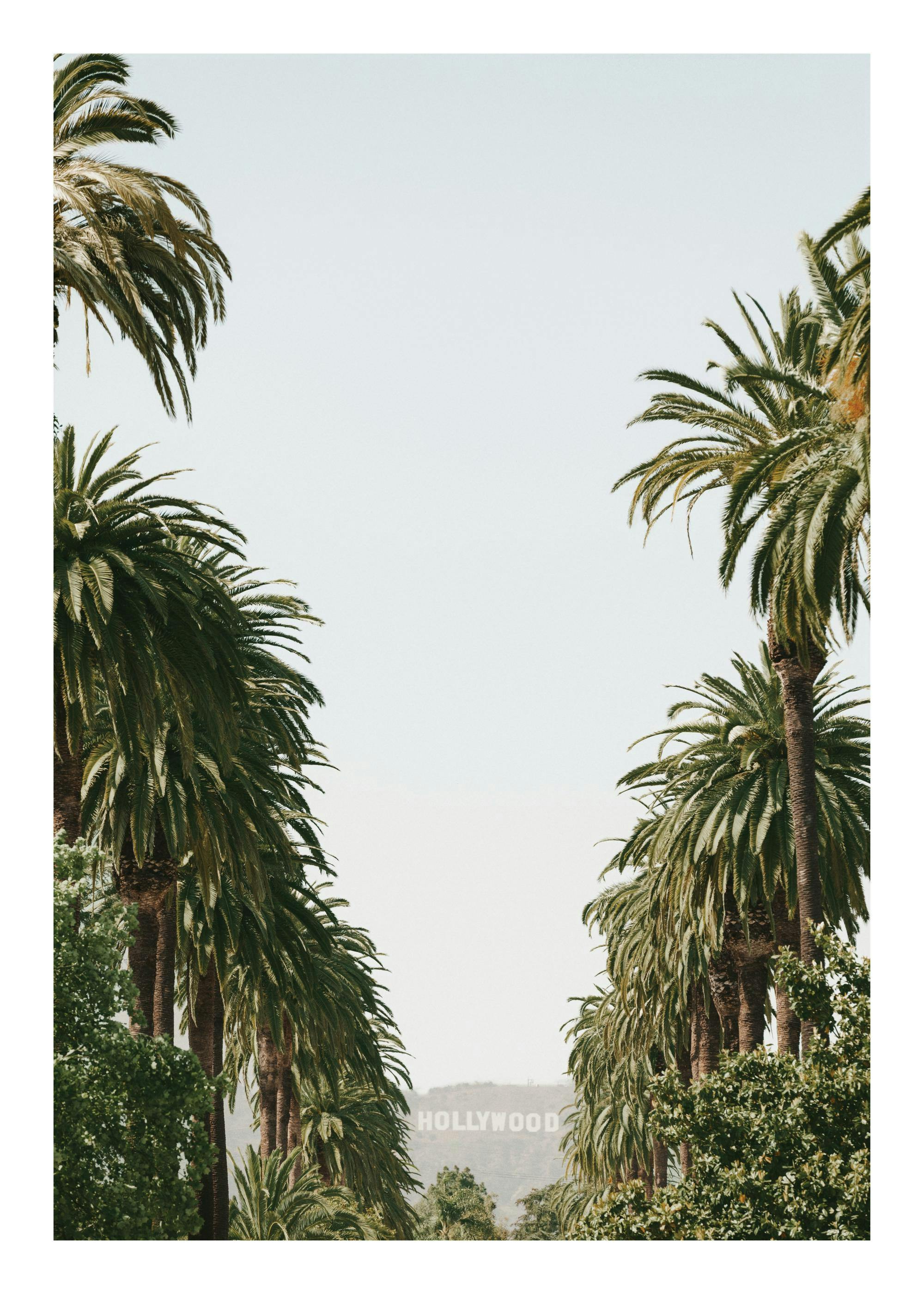 Affiche Hollywood avec palmiers bordant la rue et le célèbre panneau Hollywood en arrière-plan, sous un ciel clair.