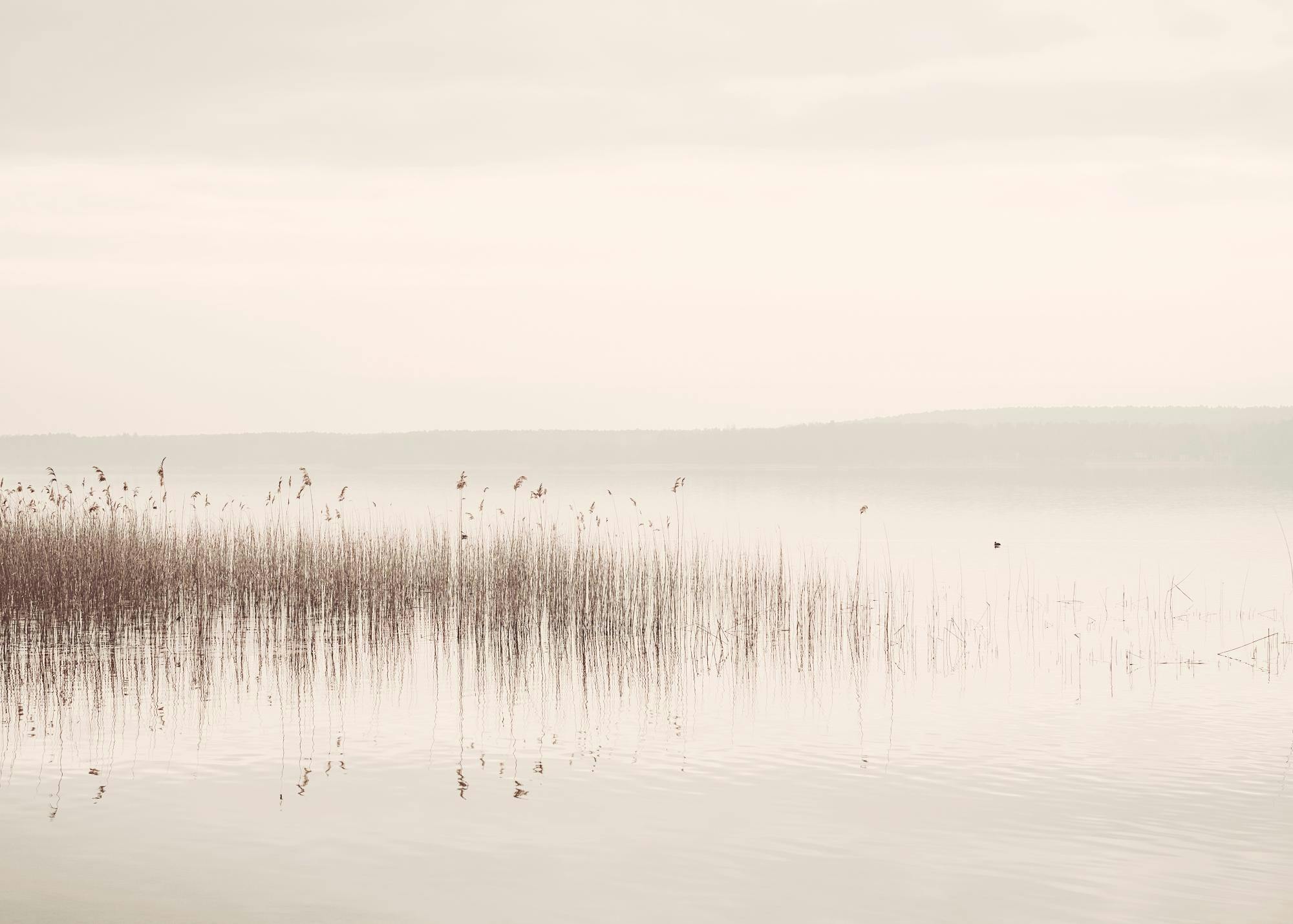 Photography poster of reeds in a calm lake with fog and distant mountains, creating a serene, misty landscape.