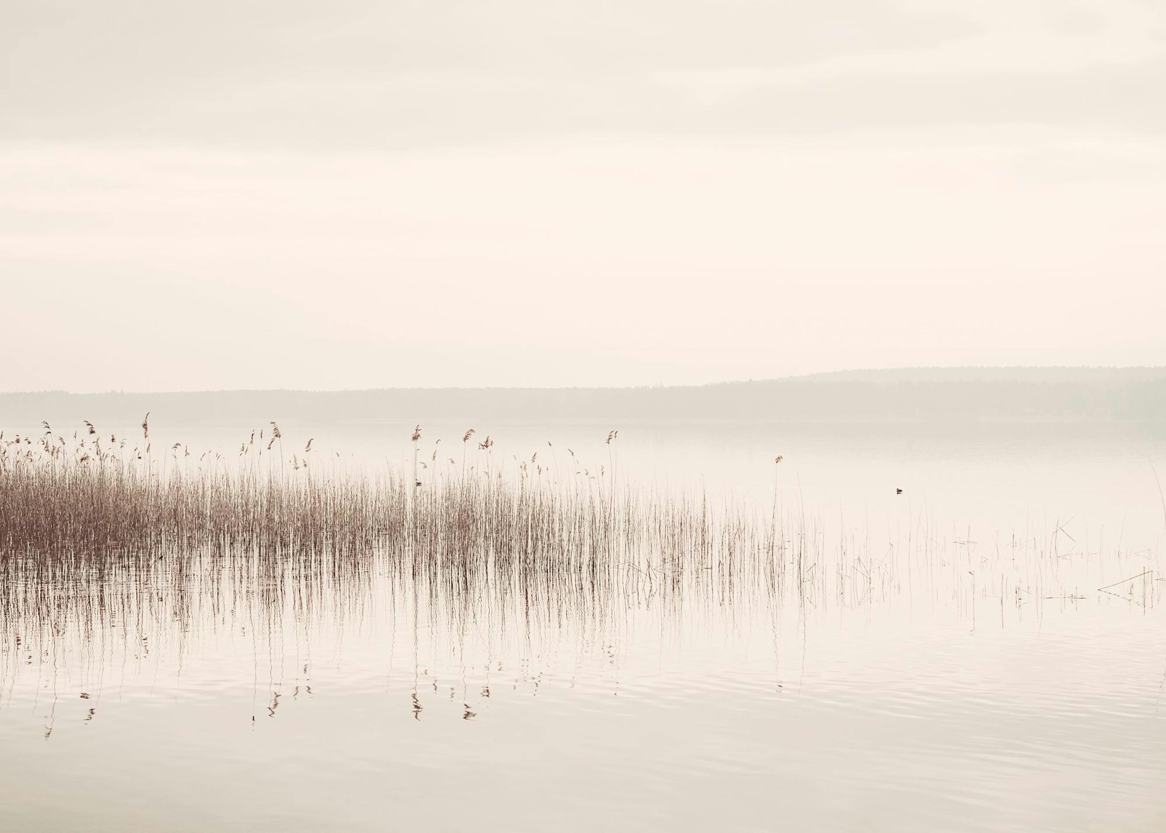 Fotografía de cañas en un lago tranquilo con niebla, montañas y reflejos sutiles en el agua. Vista serena.