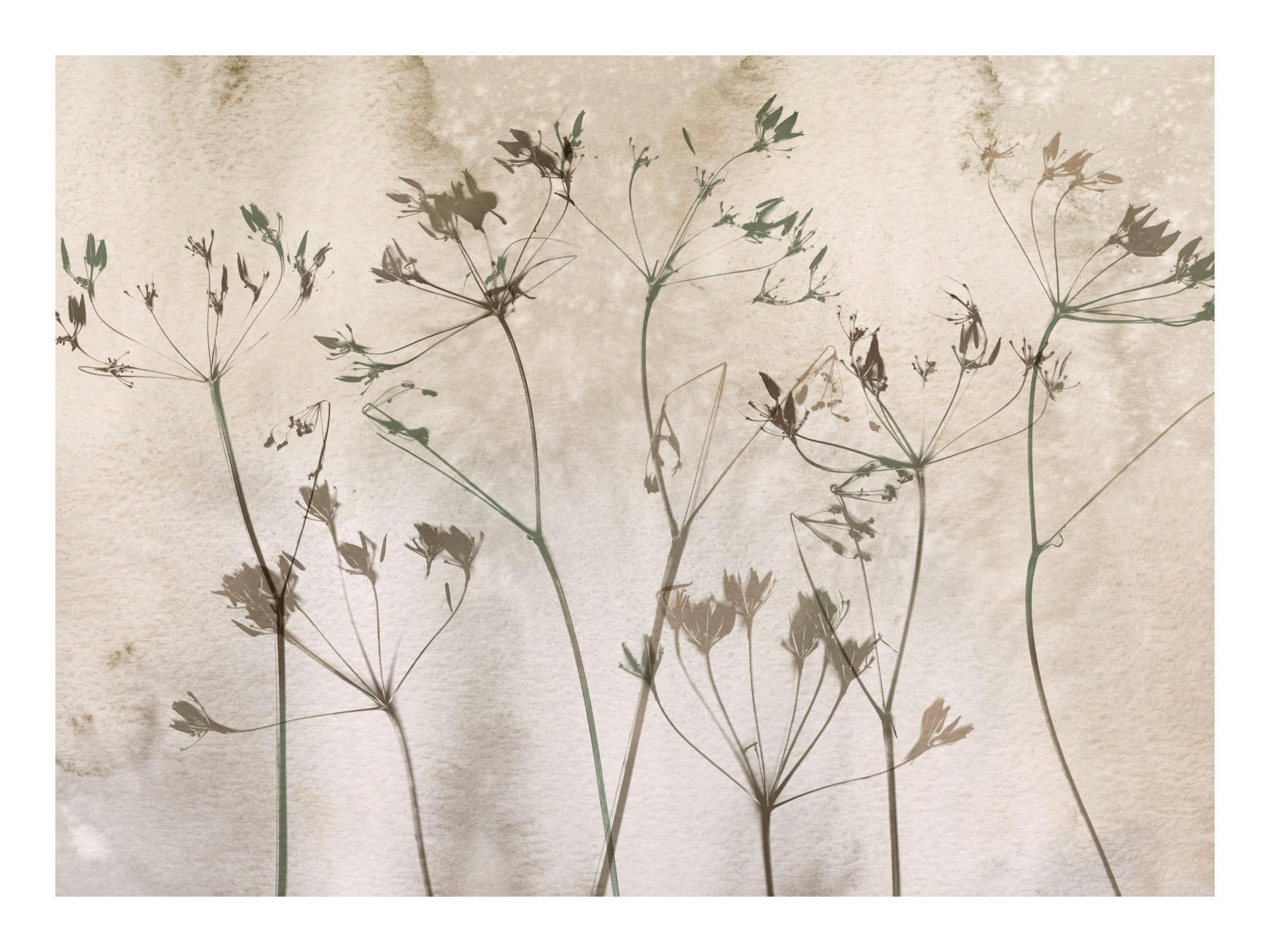 Póster de flores secas con tallos finos y cabezas de semillas en tonos tierra y beige, estilo botánico vintage.