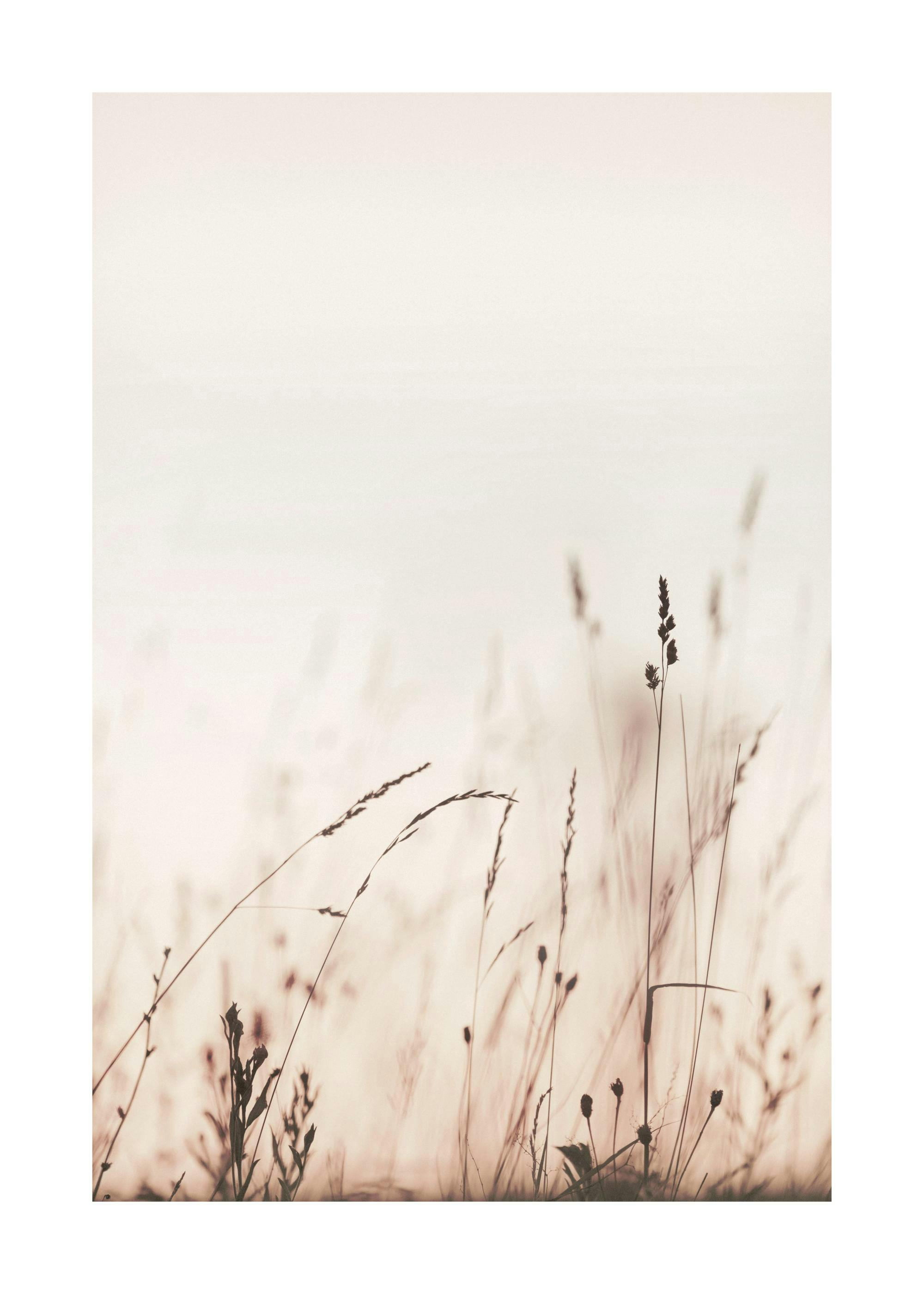 Affiche champ de végétation au lever du soleil, tons doux, herbes fines en premier plan, typographie minimaliste