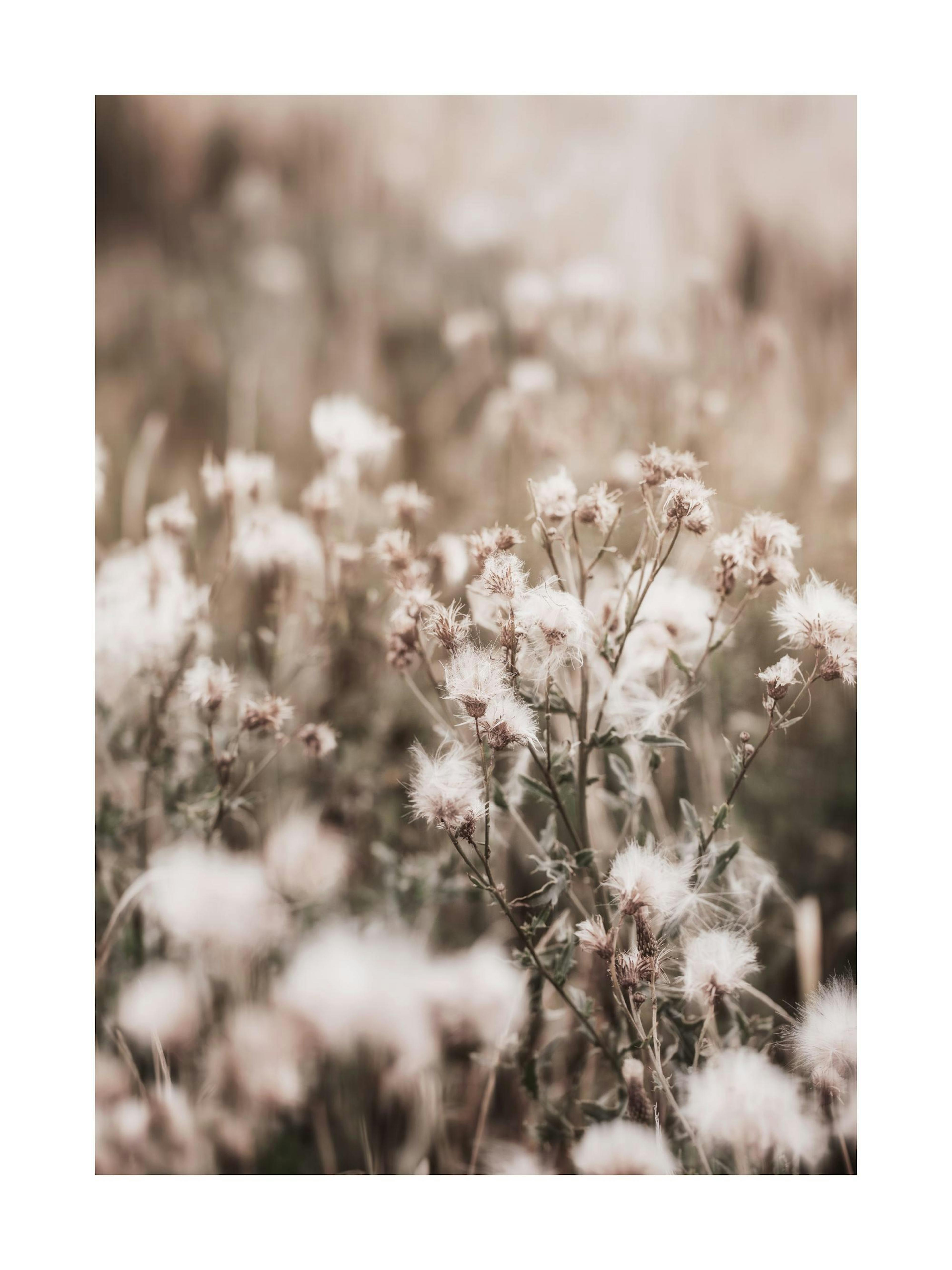 Gedroogde bloemen op veld poster, zachte close-up van pluizige witte bloemen in een neutraal kleurenpalet