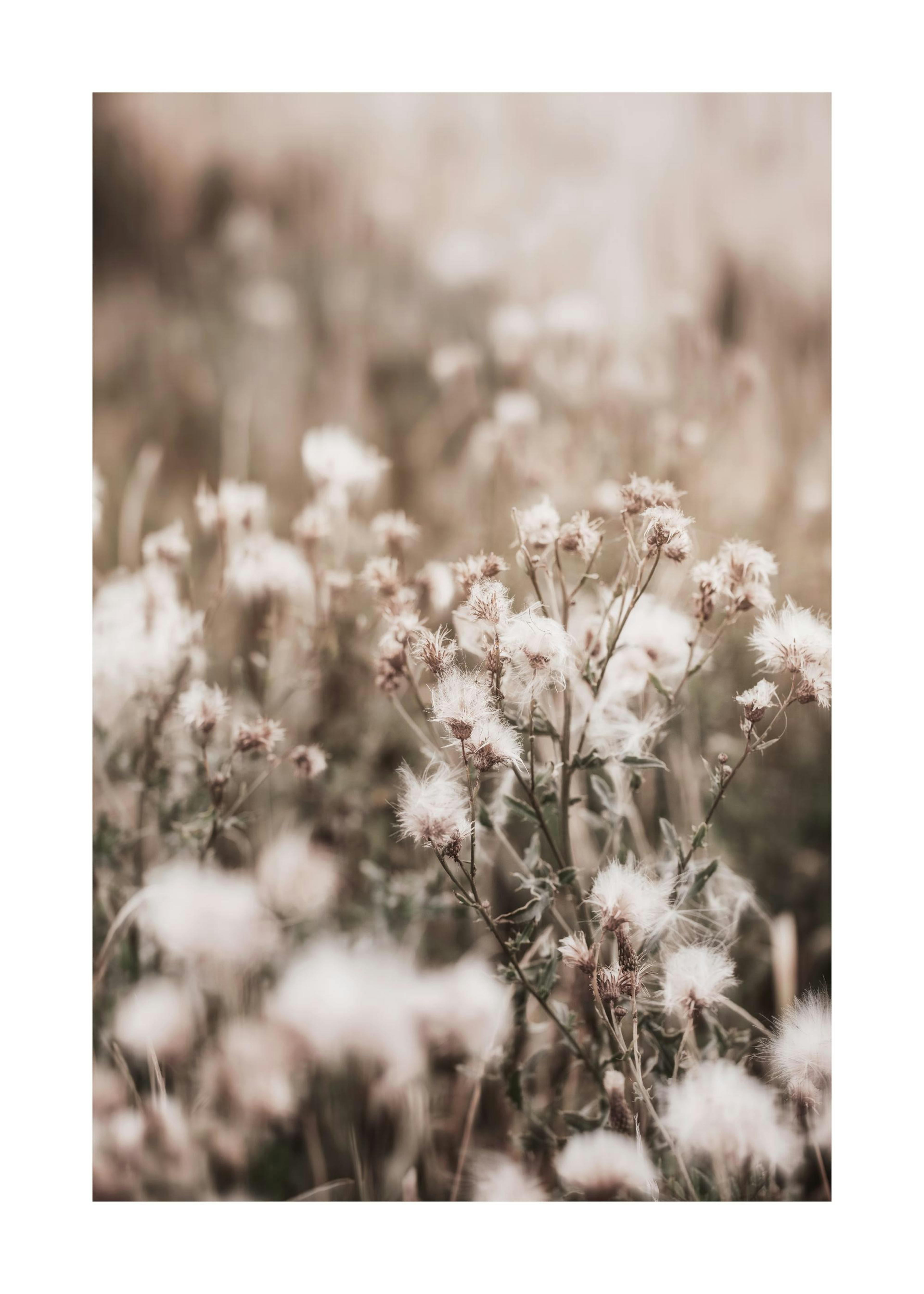 Dried Flowers on Field Poster 0