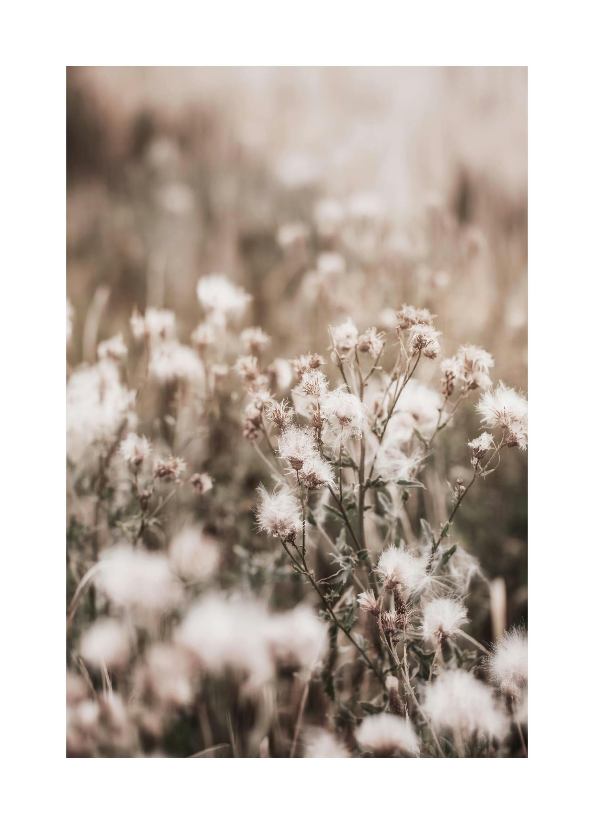 Dried Flowers on Field Print (30x40 cm)