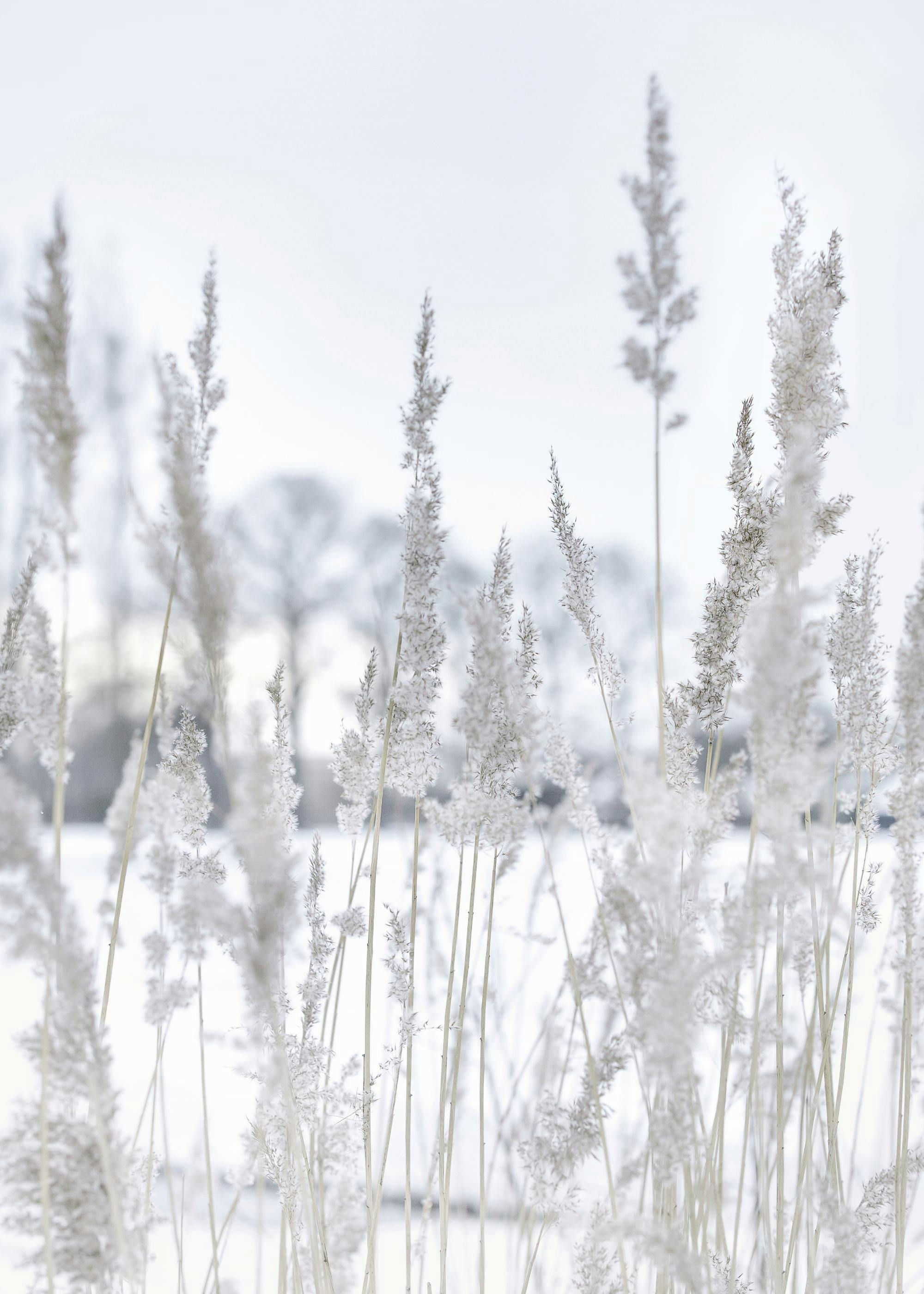 Póster Caña de Invierno. Cañas secas blancas y grises cubiertas de nieve con árboles al fondo, paisaje invernal.