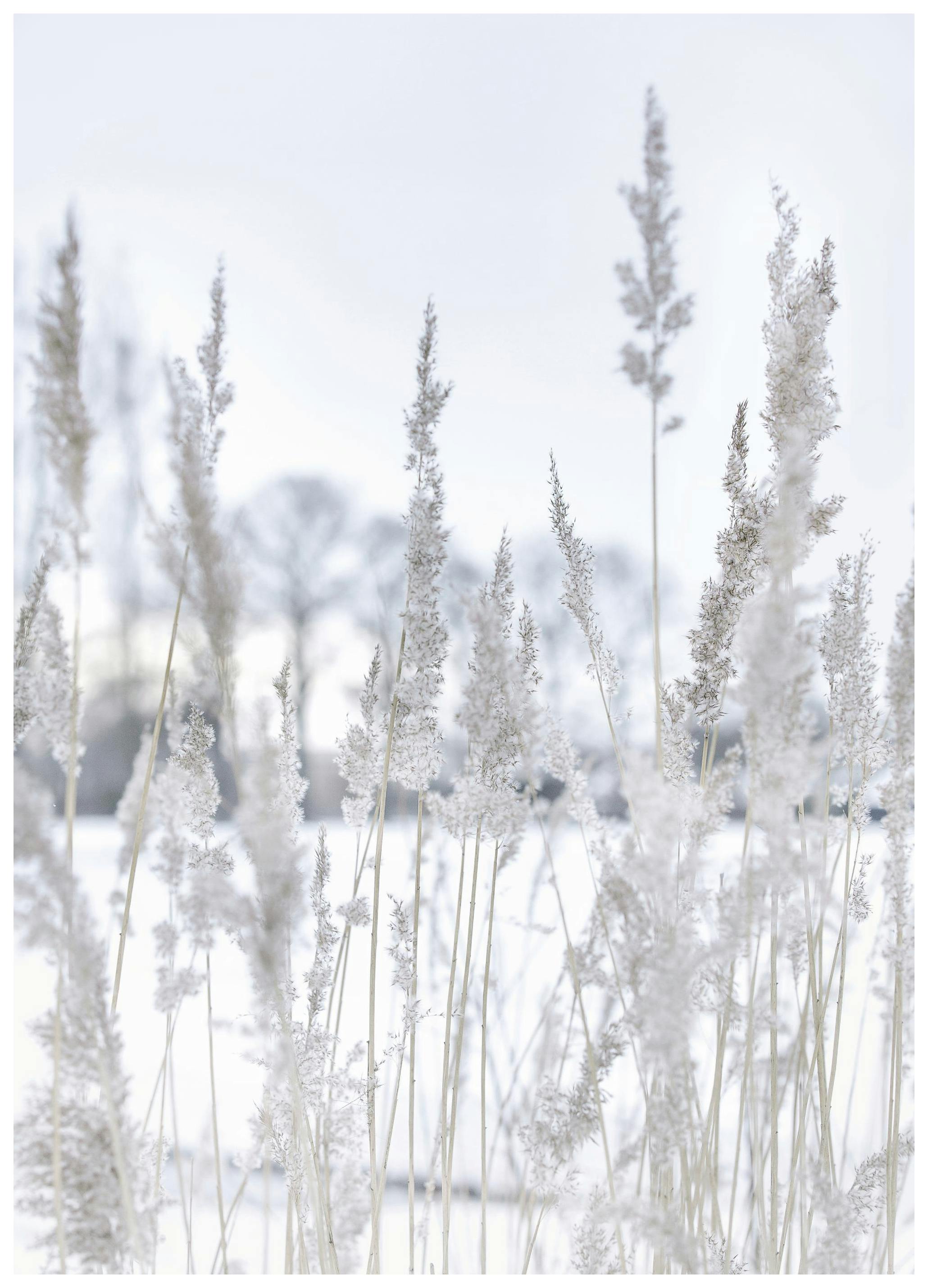 Winter Reed Plakat (21x30 cm)-Plakaty