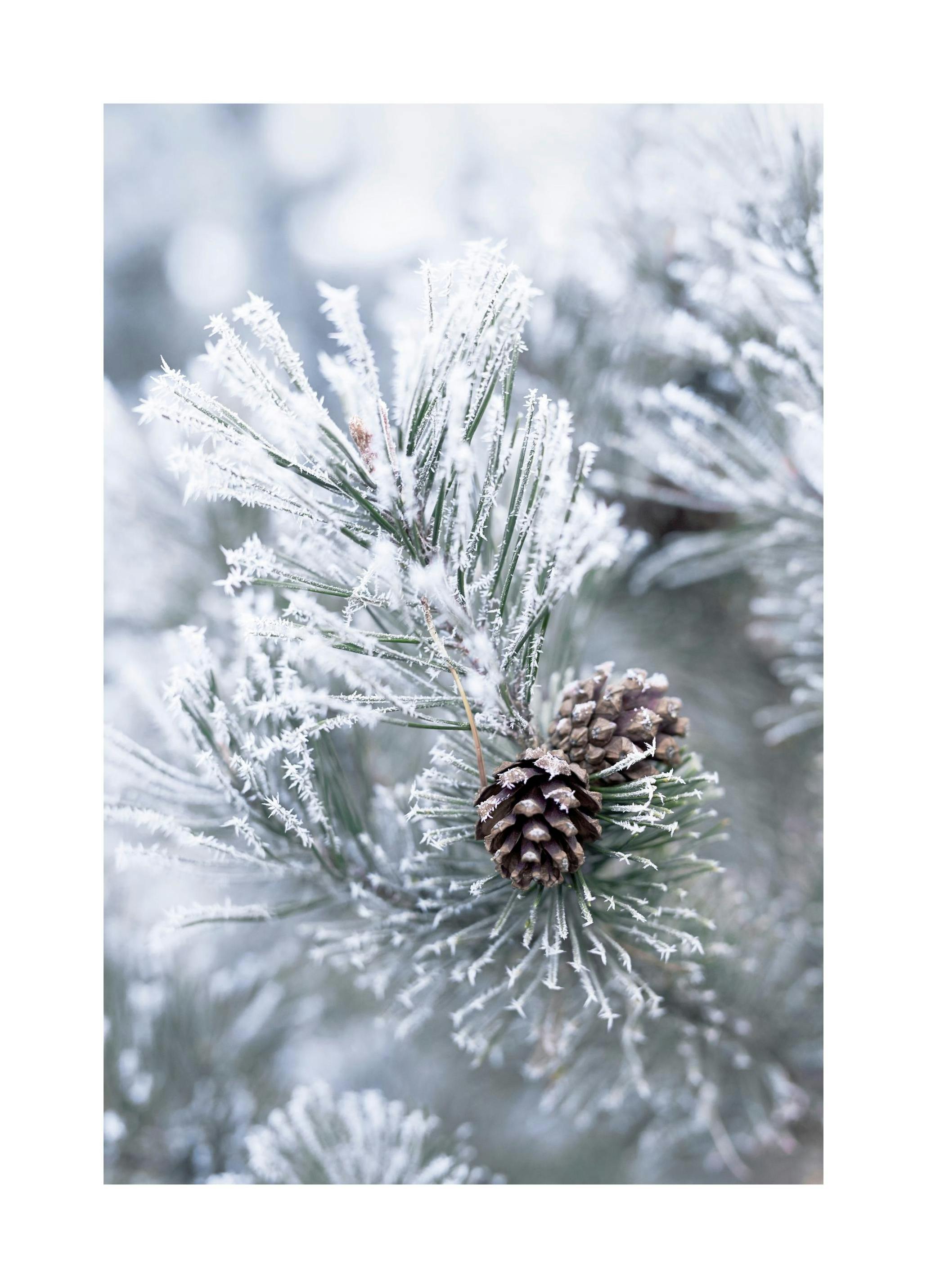 Frosty Pine Cones Poster (30x40 cm)- Posters de inverno