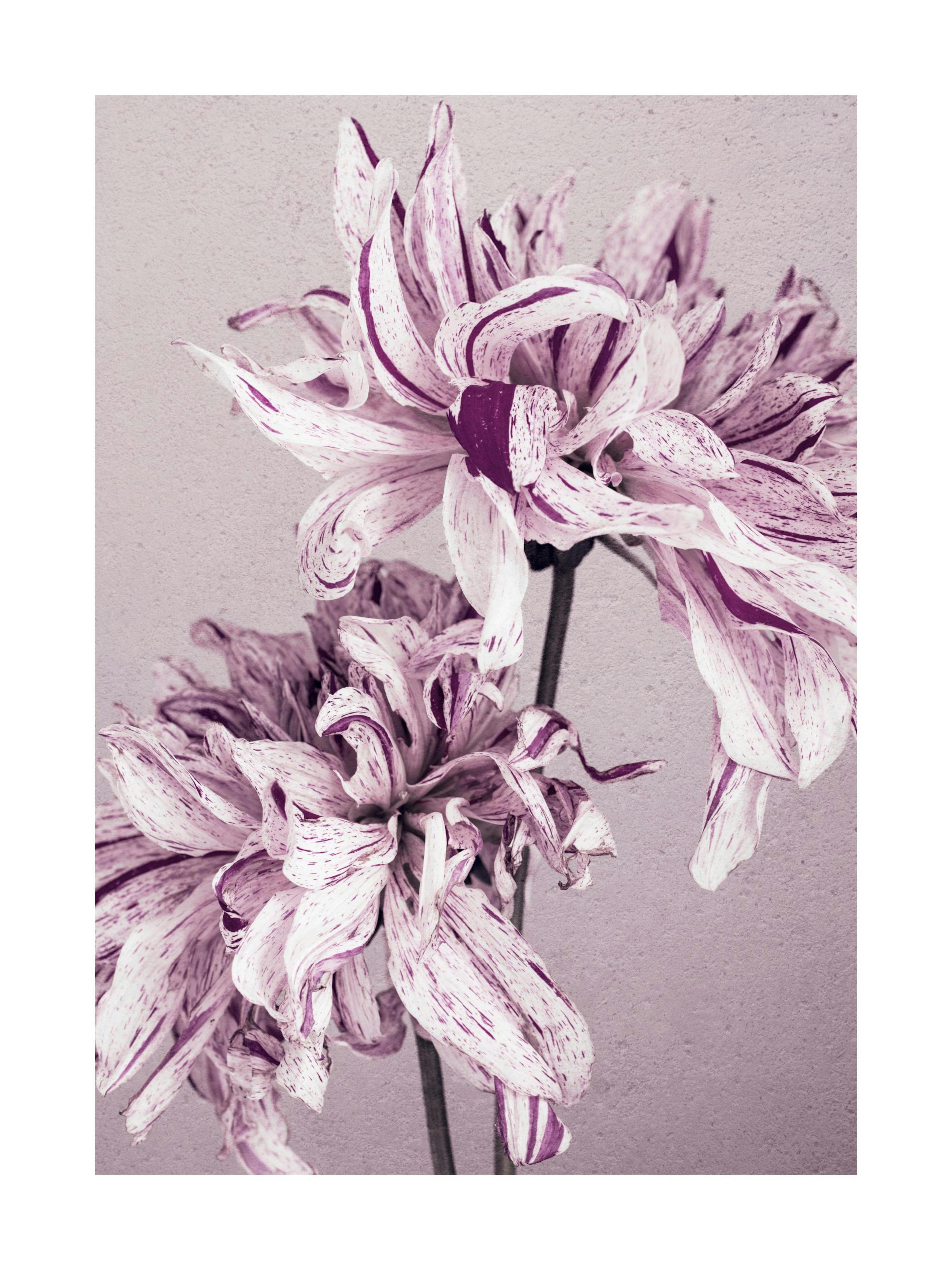 Póster de dos dalias púrpuras y blancas, con pétalos rayados y un estilo floral único.