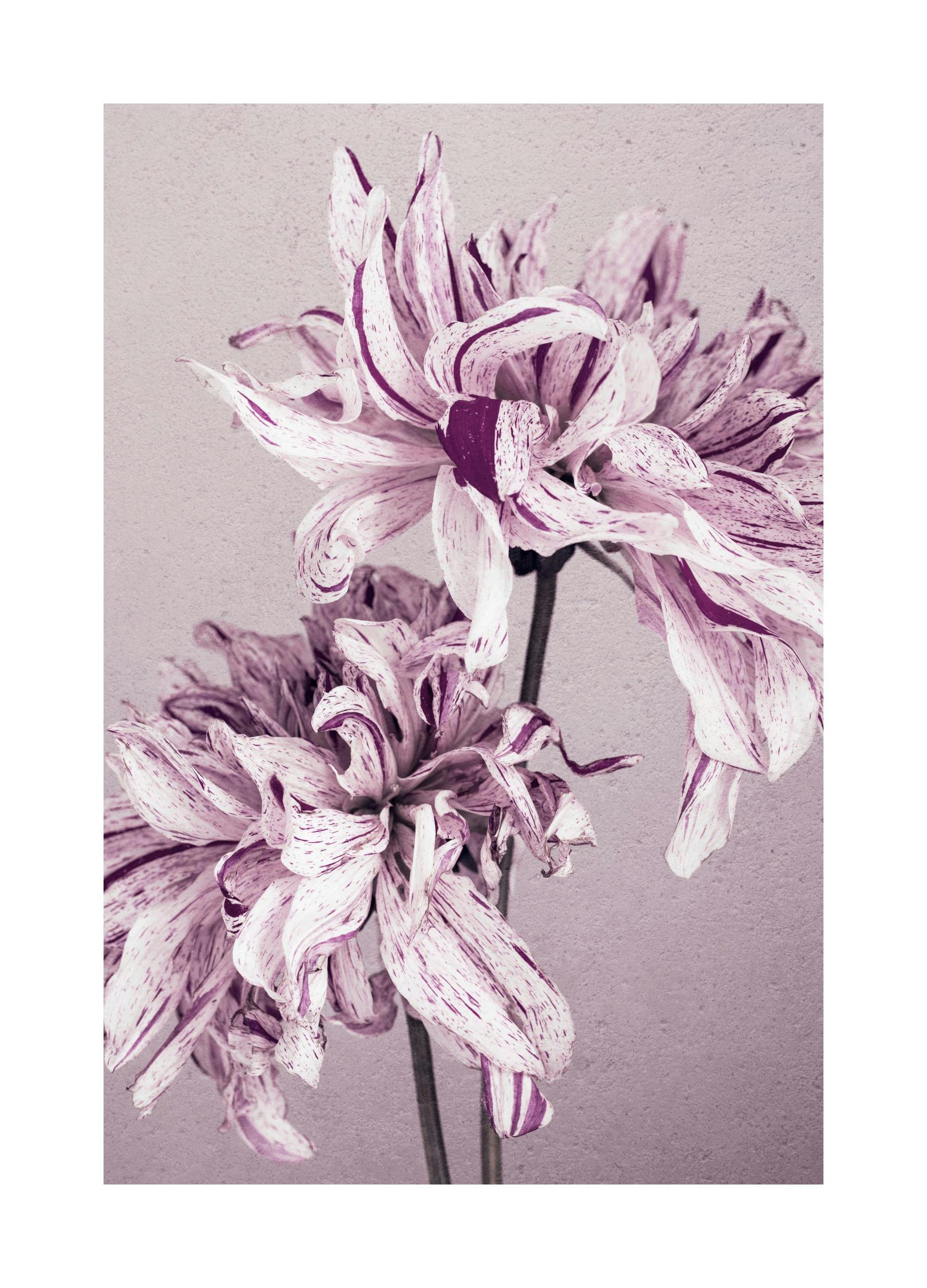 Purple Dahlia No2 Plakat (50x70 cm)-Plakaty