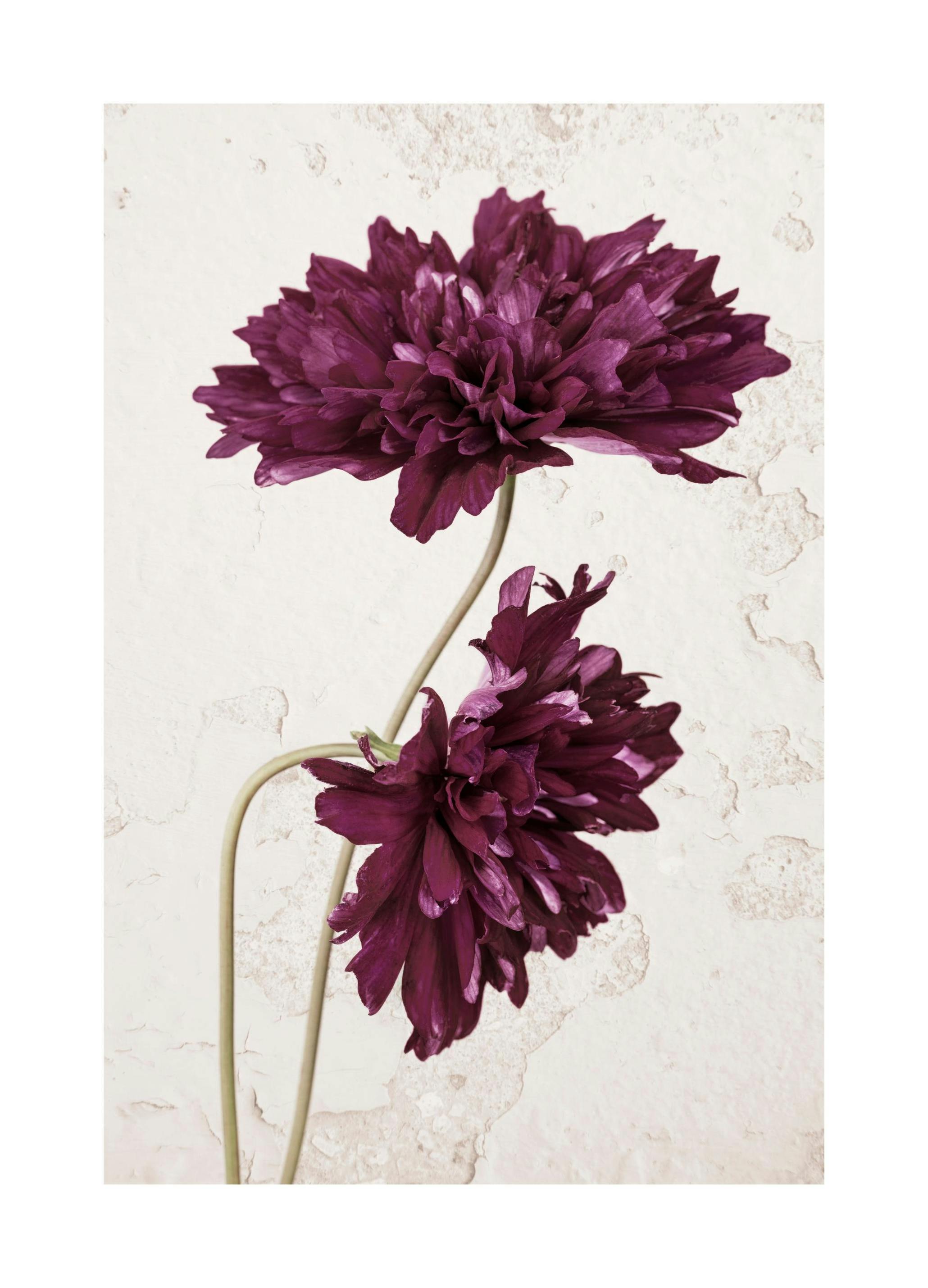 Purple Cosmos Flower Print (30x40 cm)