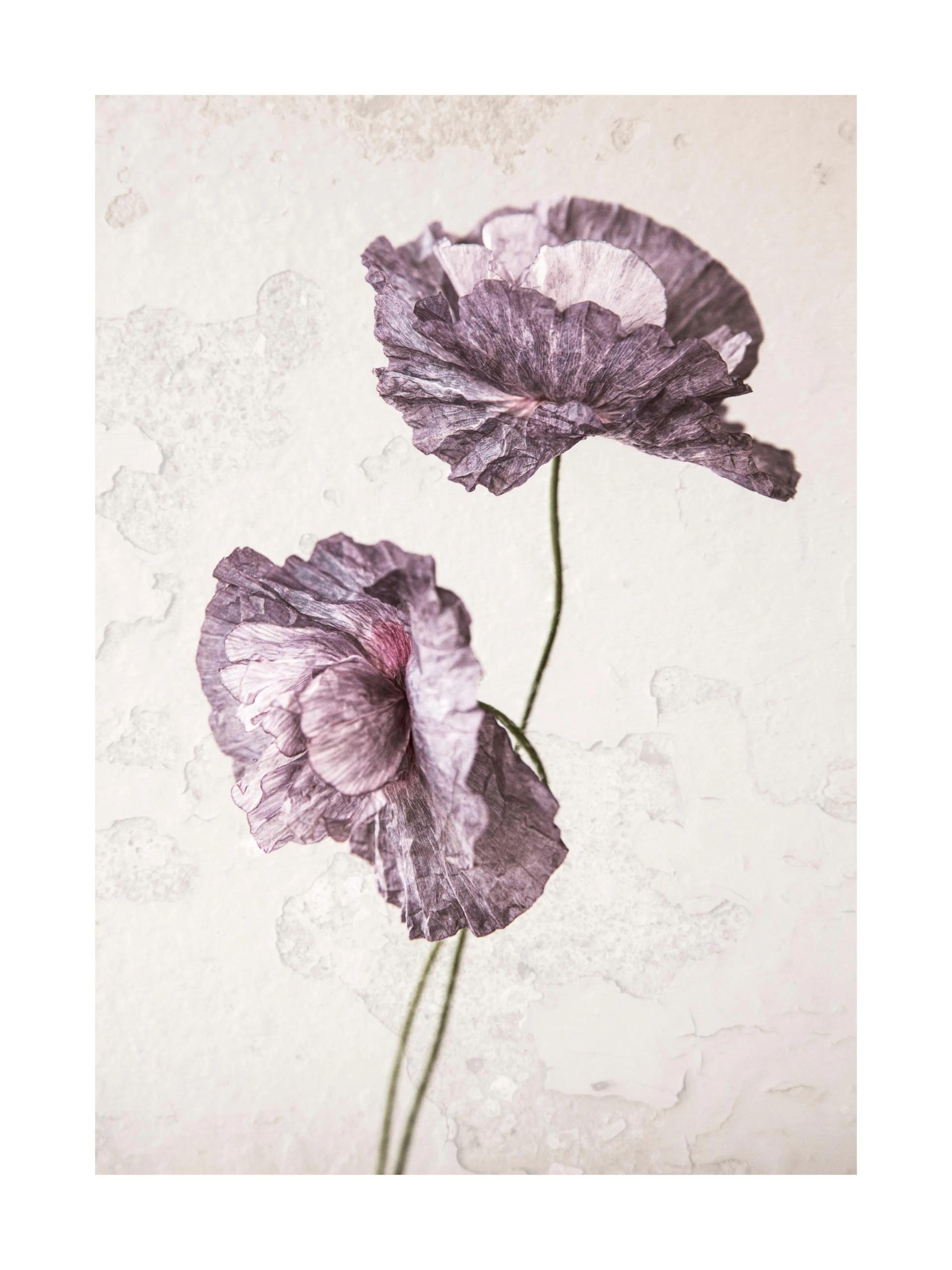 Purple poppy flower poster print, featuring a pair of light purple poppies on a textured background.