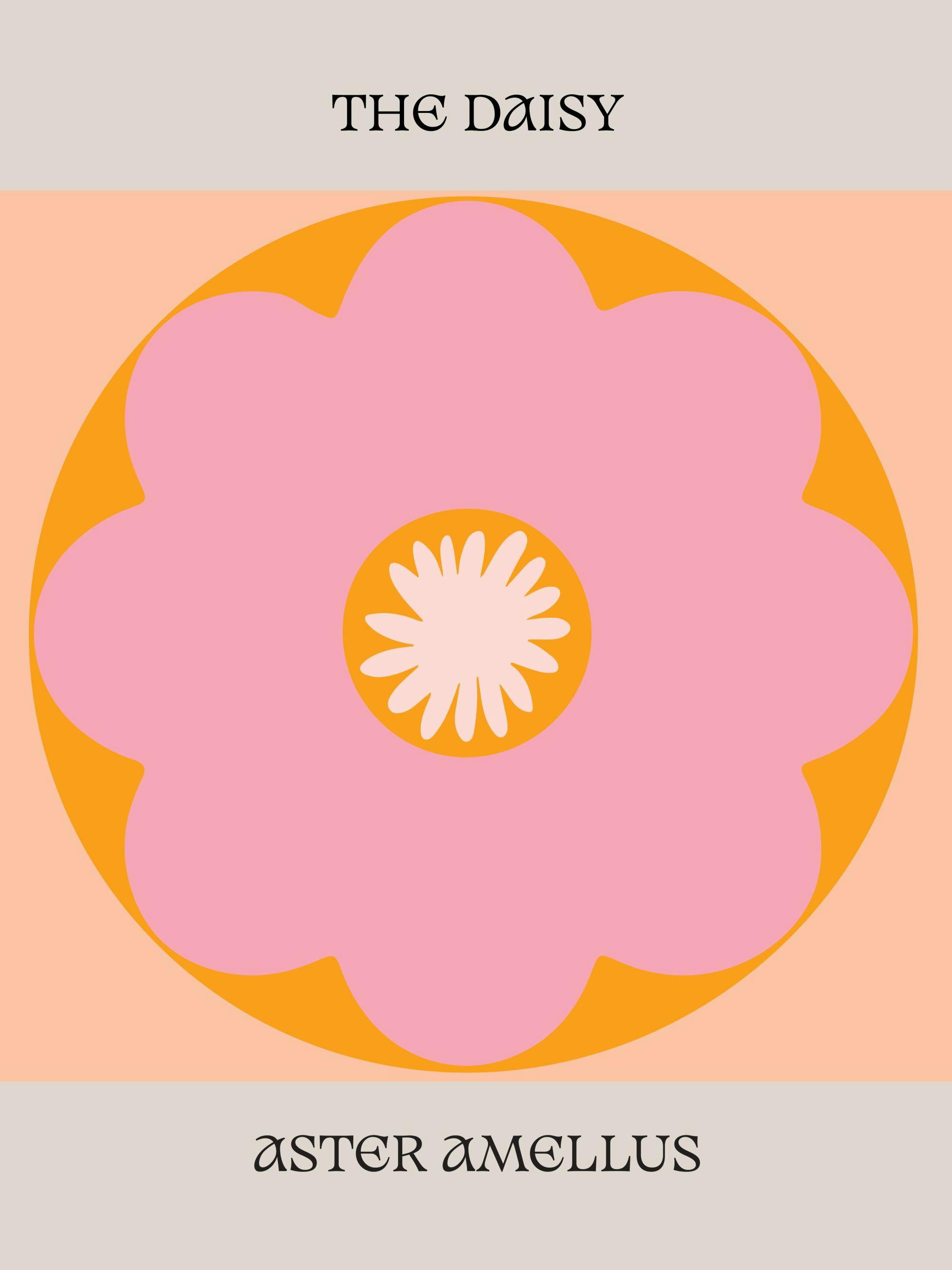 Grafisk poster med en stor rosa blomma med orange kontur och texten The Daisy och Aster Amellus.