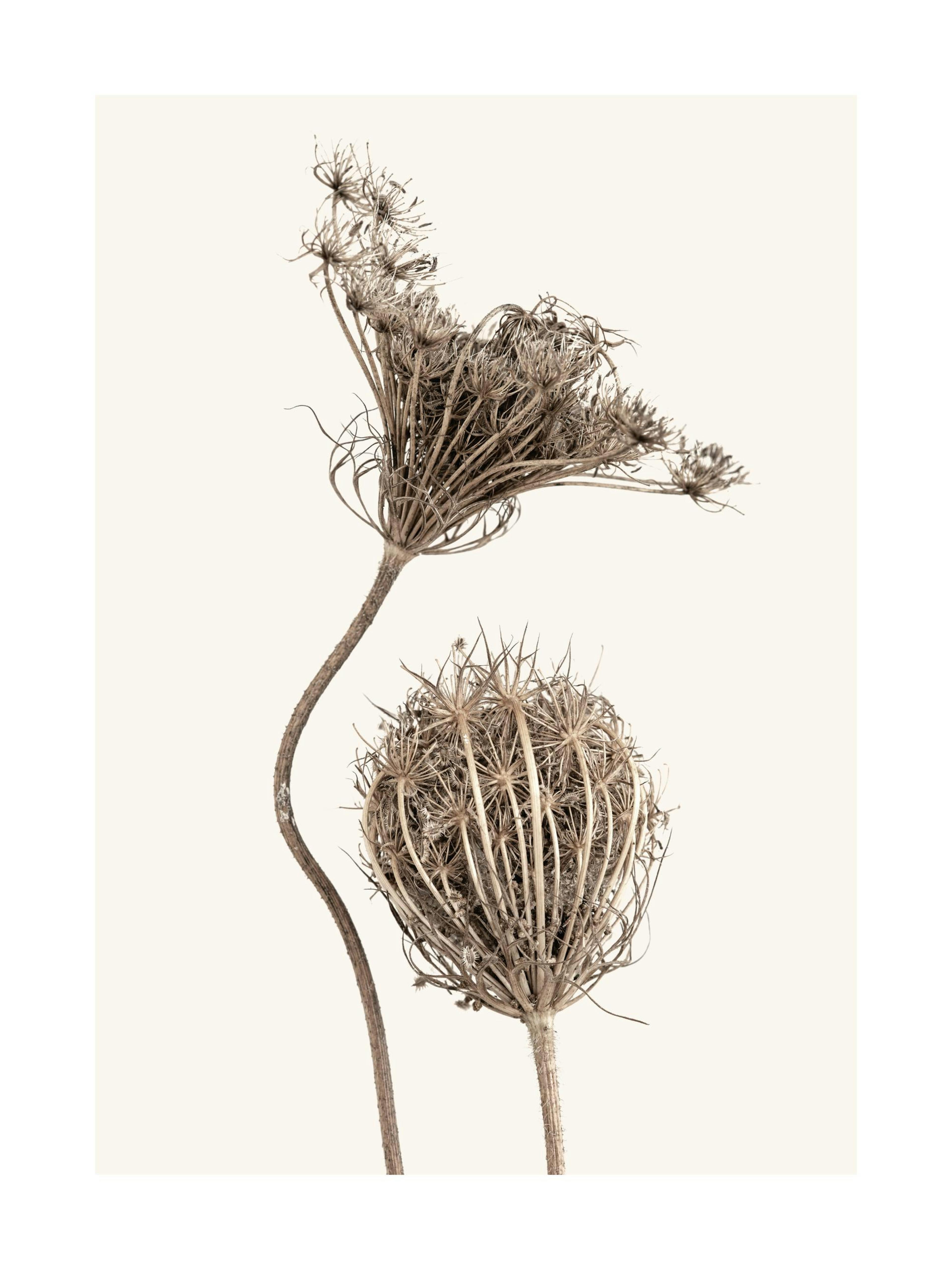 Boho-Poster mit braunen Trockenblumen auf hellbeigem Hintergrund, botanische Kunst, Naturmotiv.