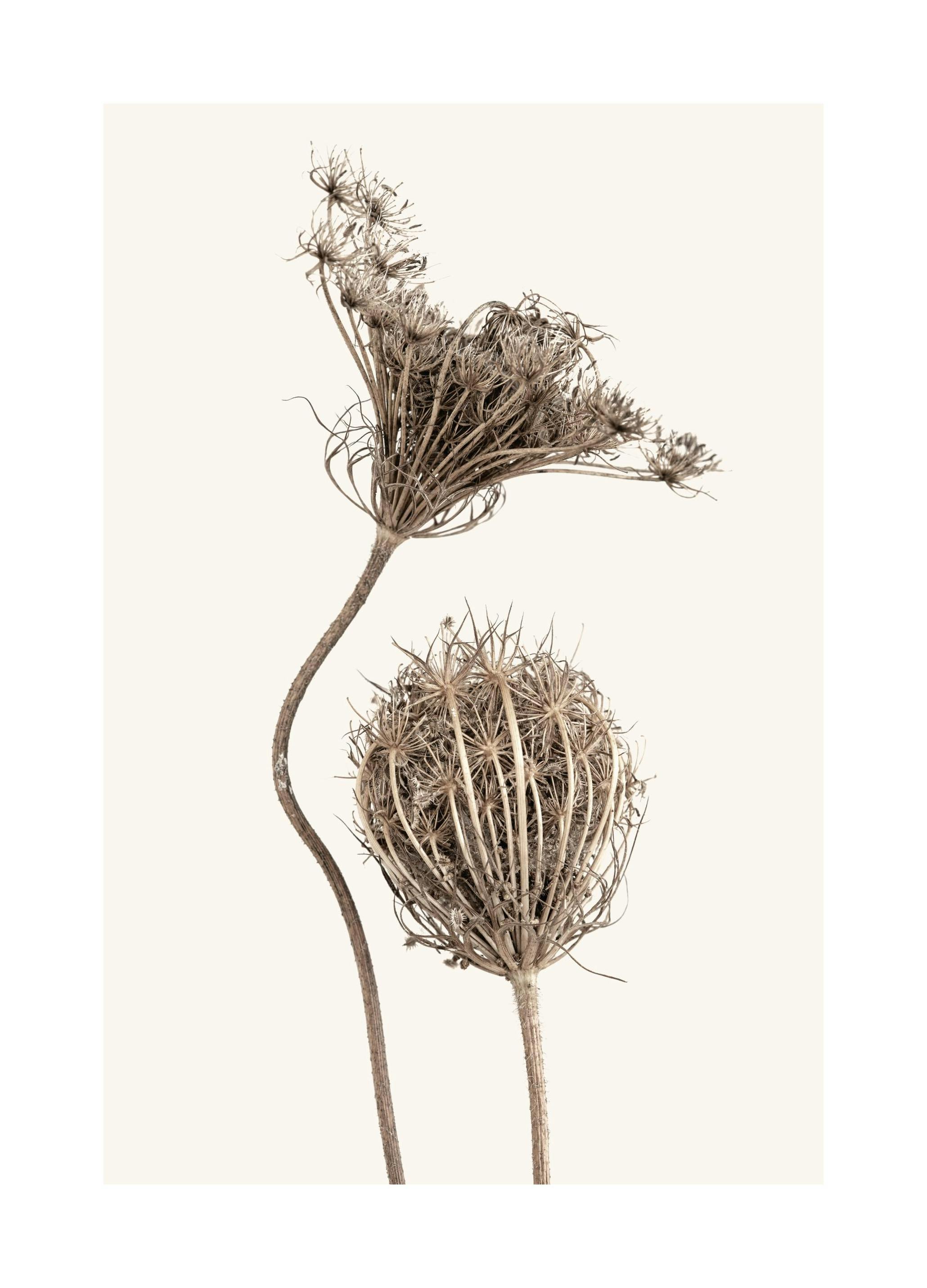 Boho Flowers Plakat (50x70 cm)-Plakaty