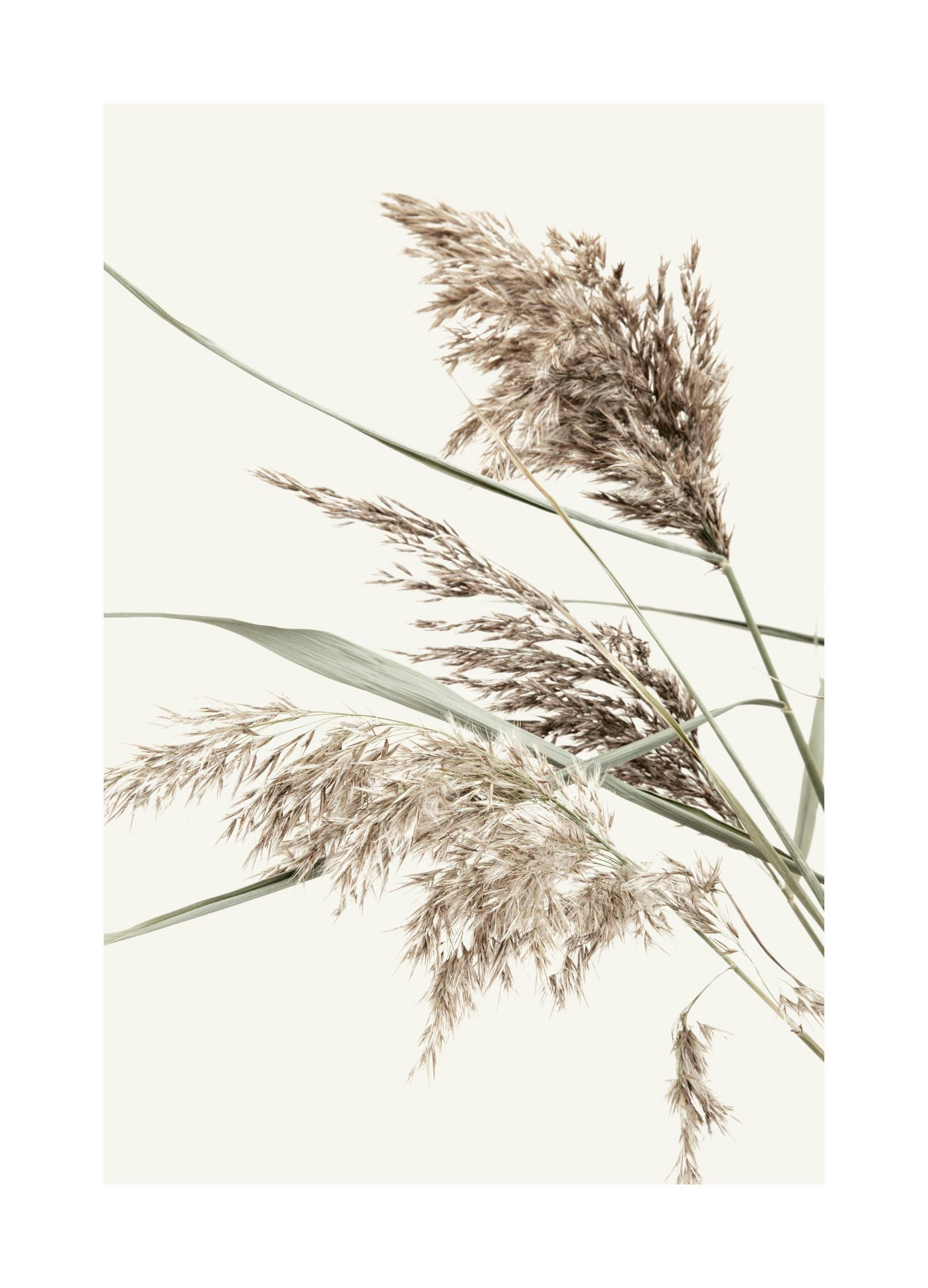 Boho Grass Print (50x70 cm)