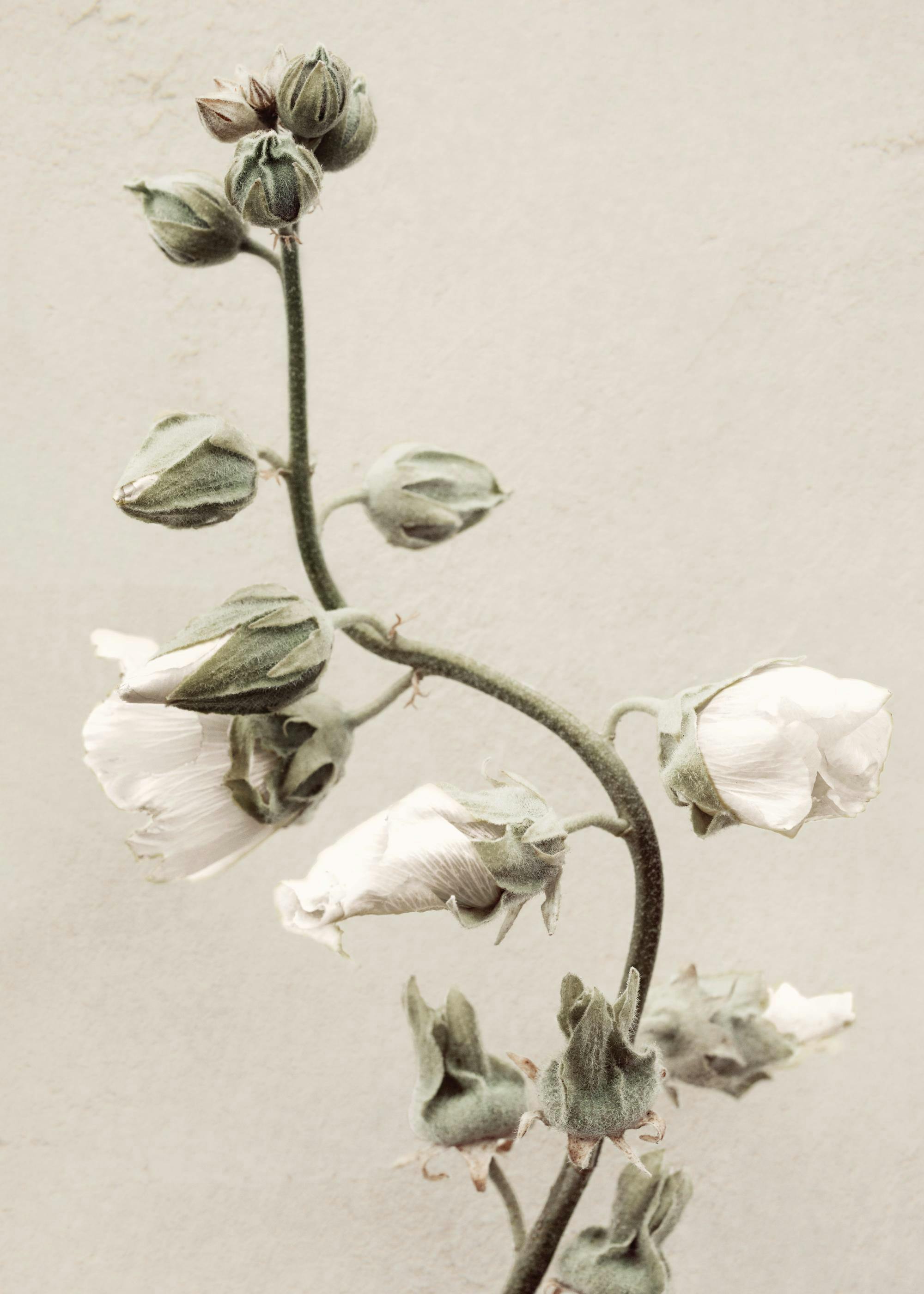 Photography print of white flower buds and green stems on a light background, ideal as a poster.