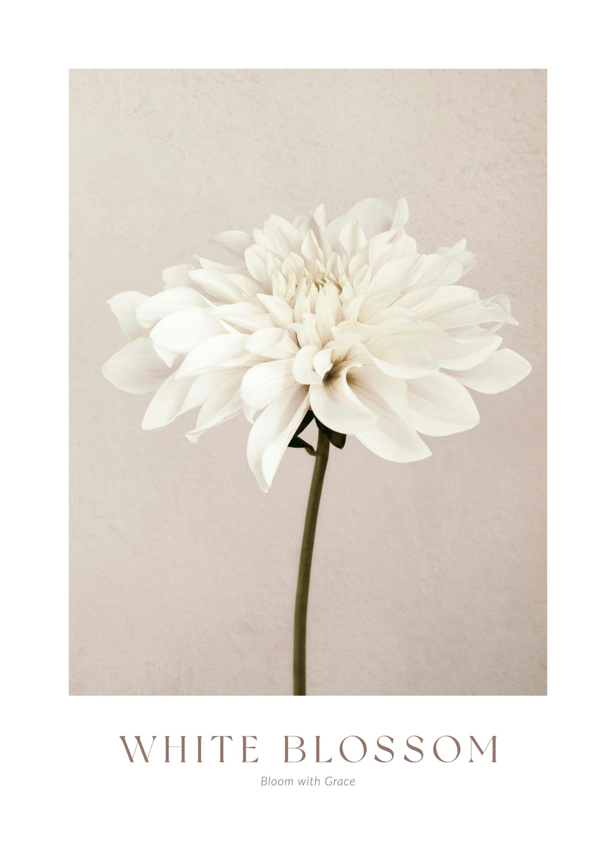 White Blossom No1 Juliste (30x40 cm) Julisteet