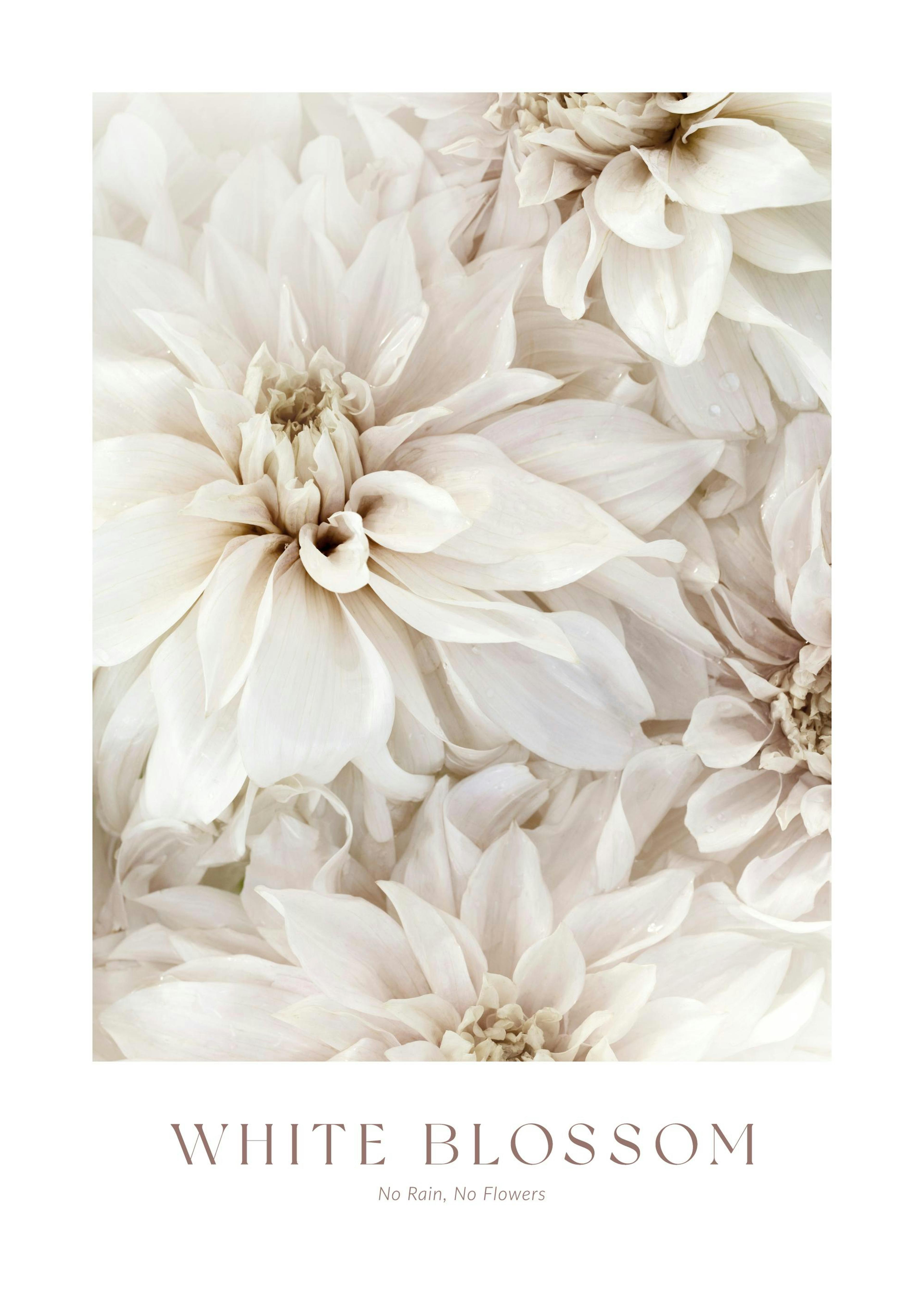 White Blossom No2 Plakat 0