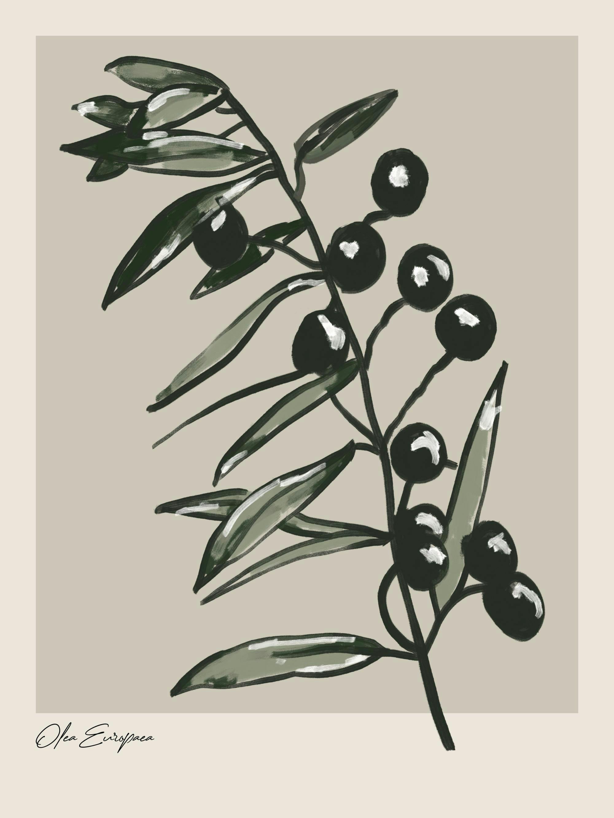 Målning av svarta oliver och gröna blad på en gren som sträcker sig från mitten, med texten Olea Europaea nedtill.