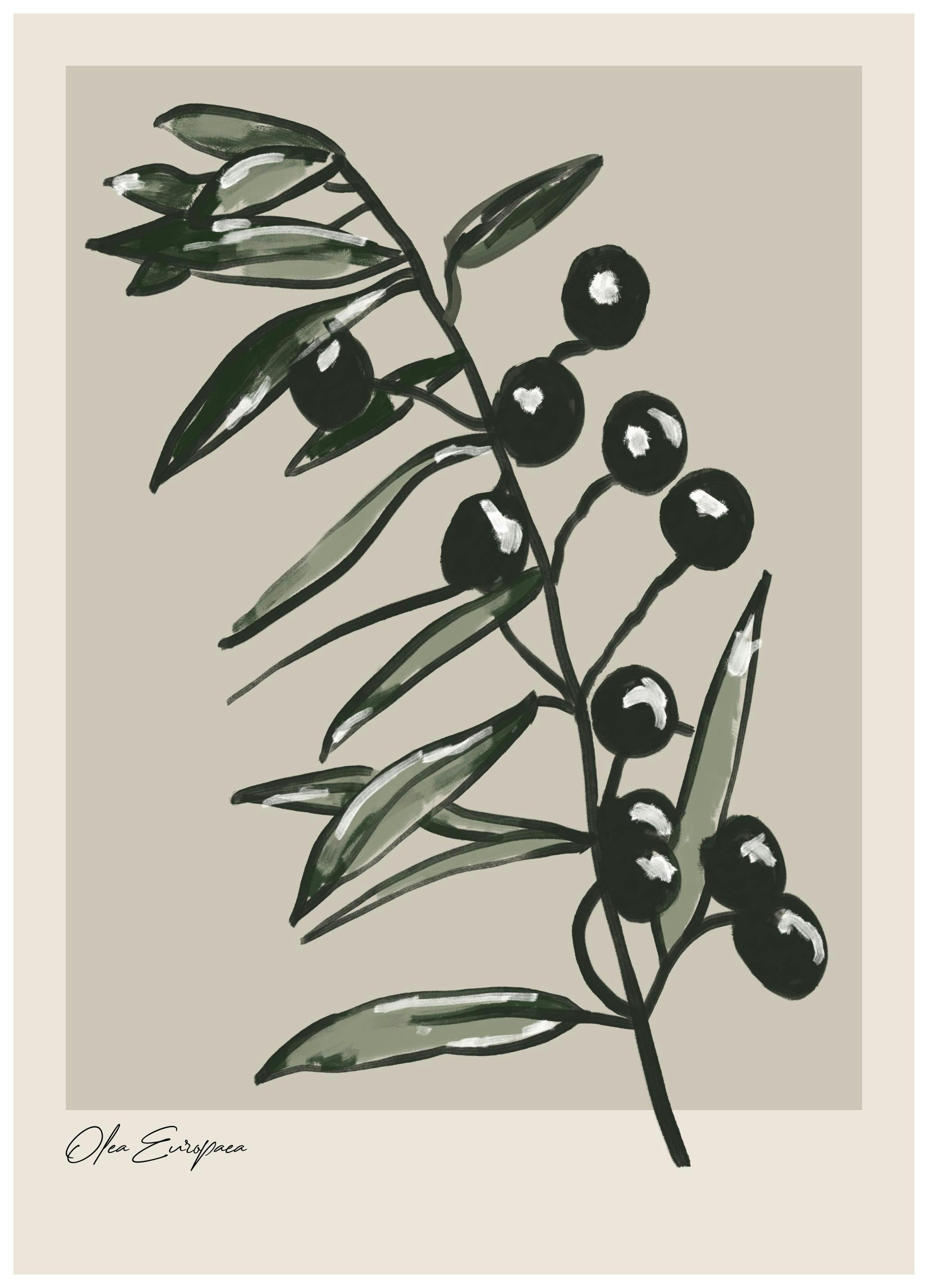 Olea Europaea Plakat (21x30 cm)