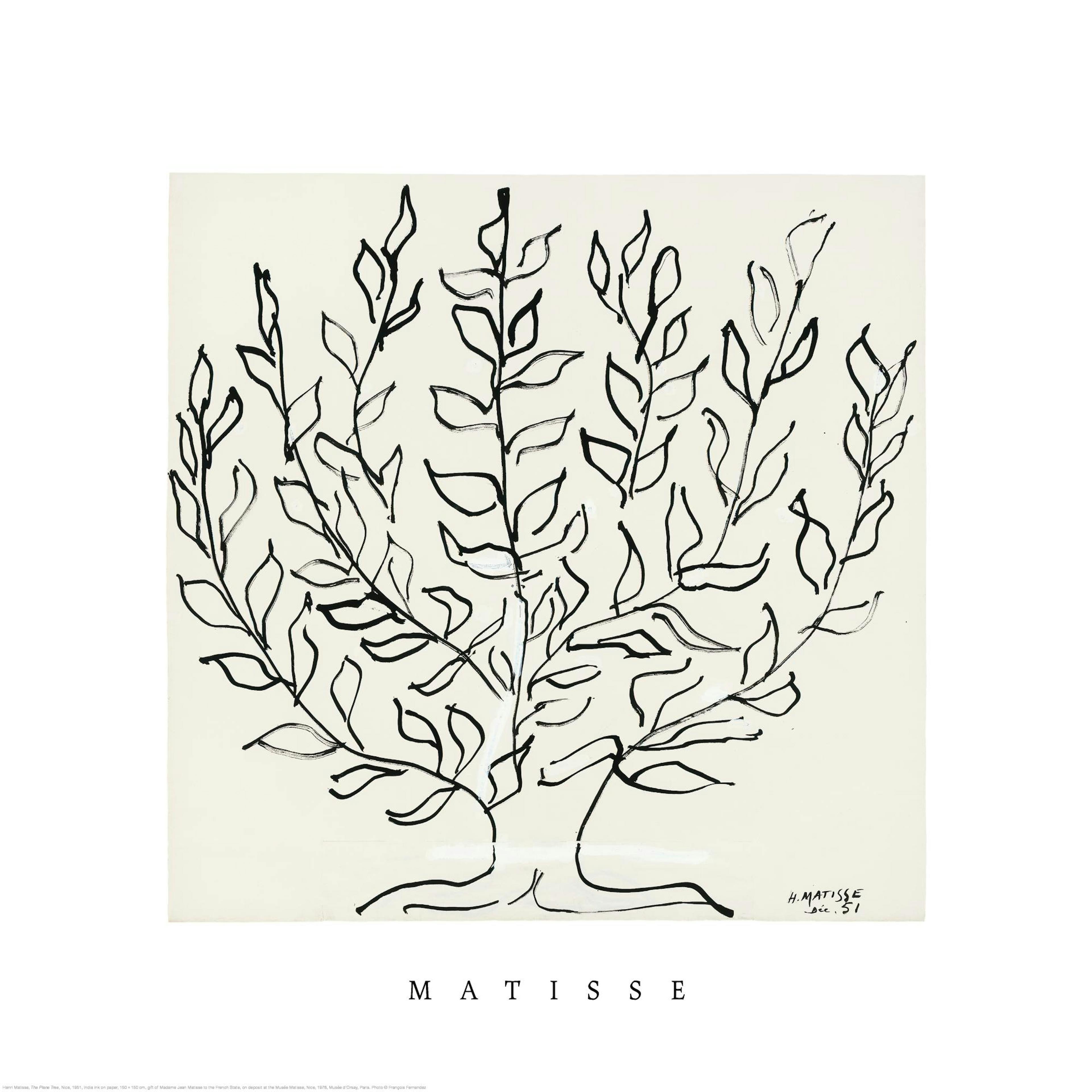 Matisse Platanenbaum-Illustration, schwarze Linien auf beigem Hintergrund, minimalistische botanische Line Art.
