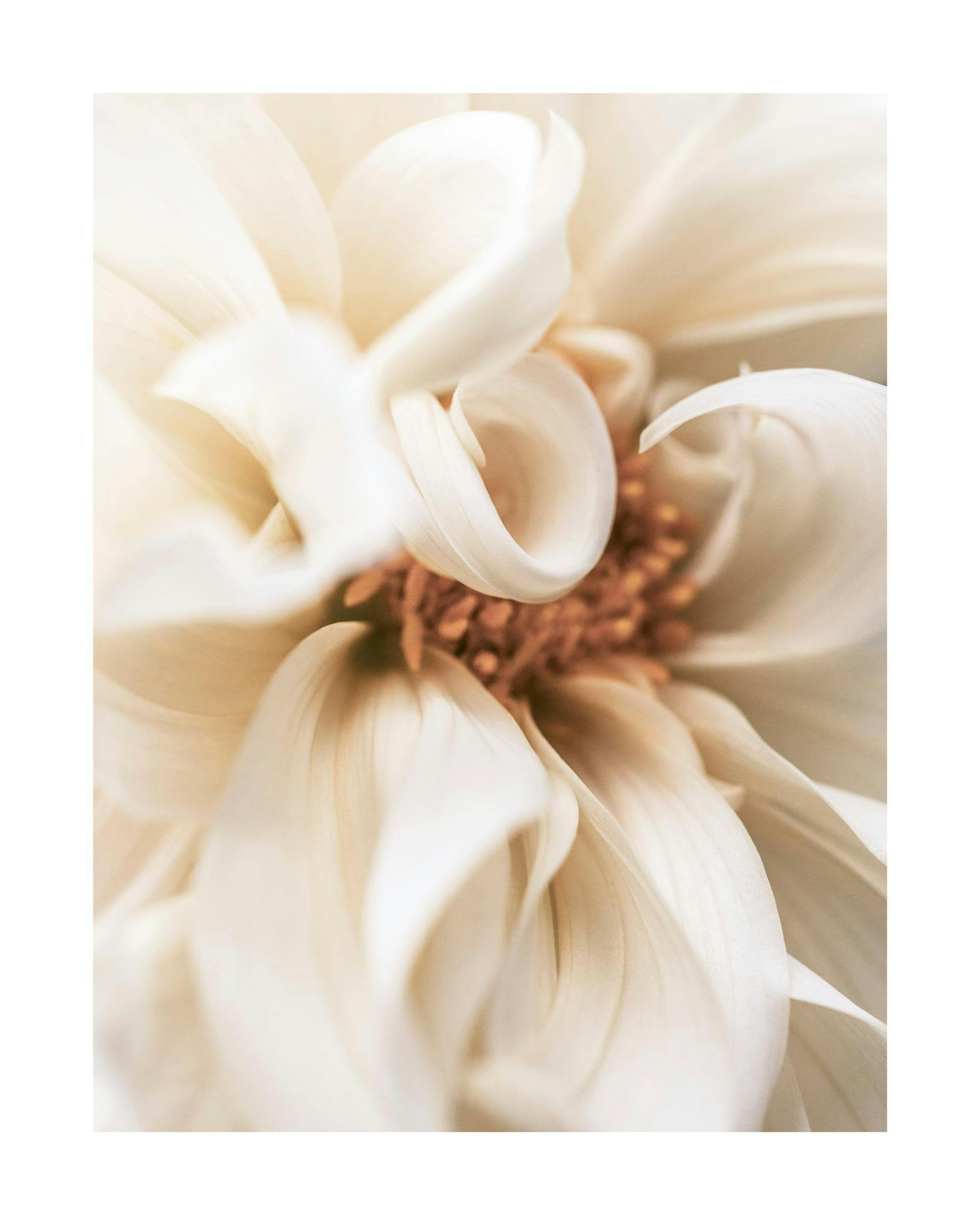 Närbild av en vit blomma med mjuka, krämiga kronblad och en varm, persikafärgad pistill i mitten. Romantisk, blommig design.