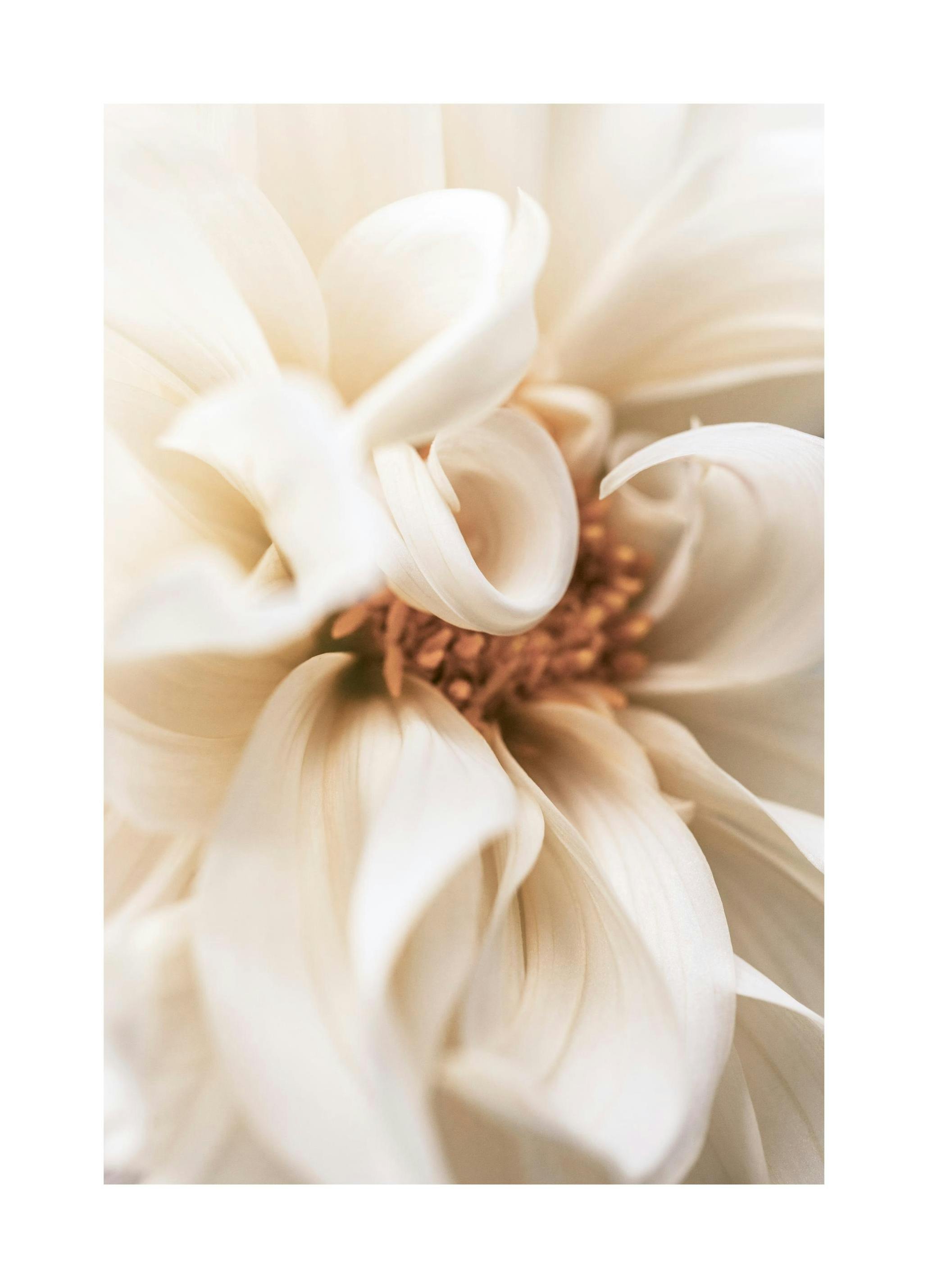 Warm Flower No1 Poster (40x50 cm)