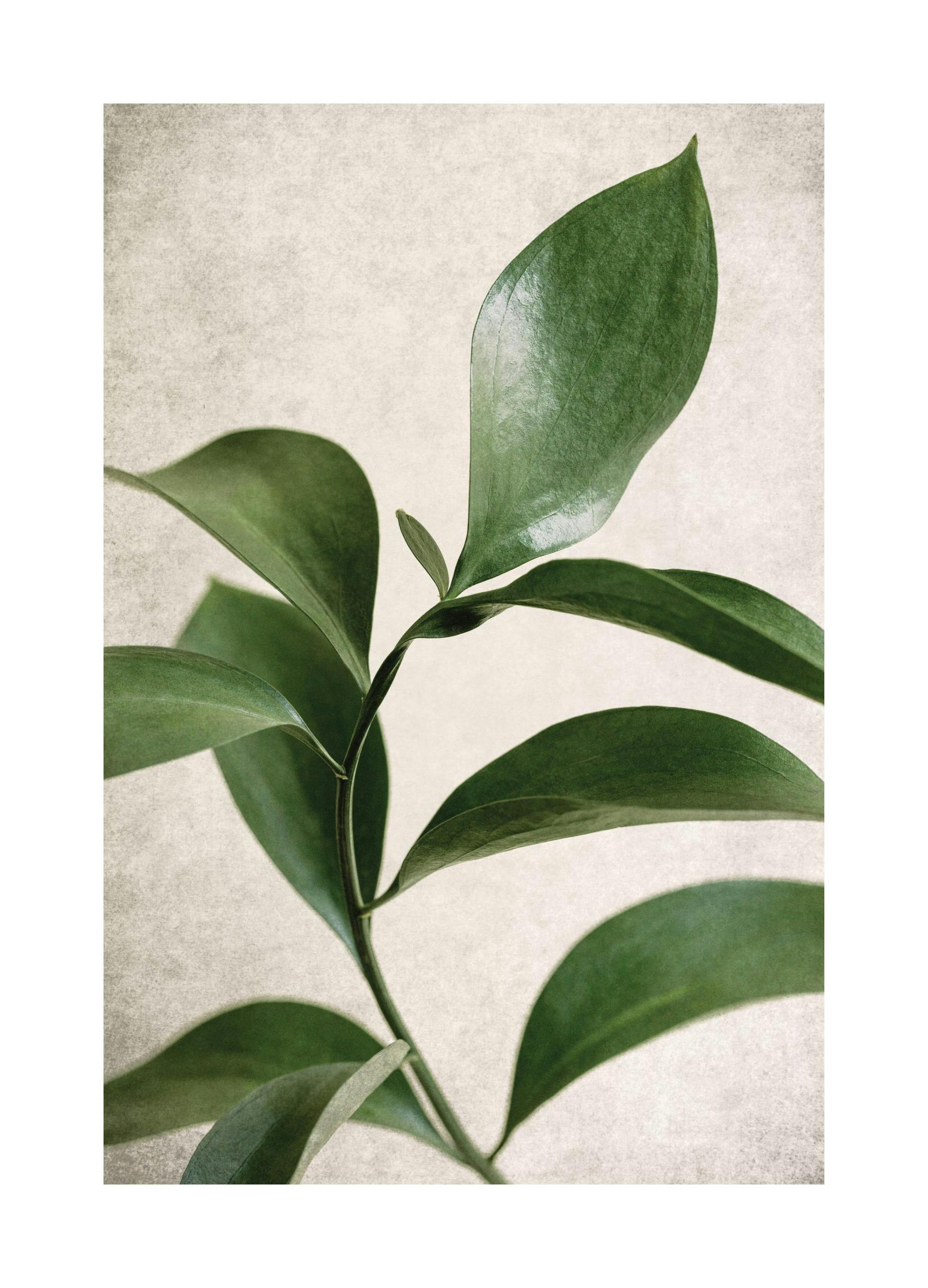 Green Botanical Affiche (30x40 cm)