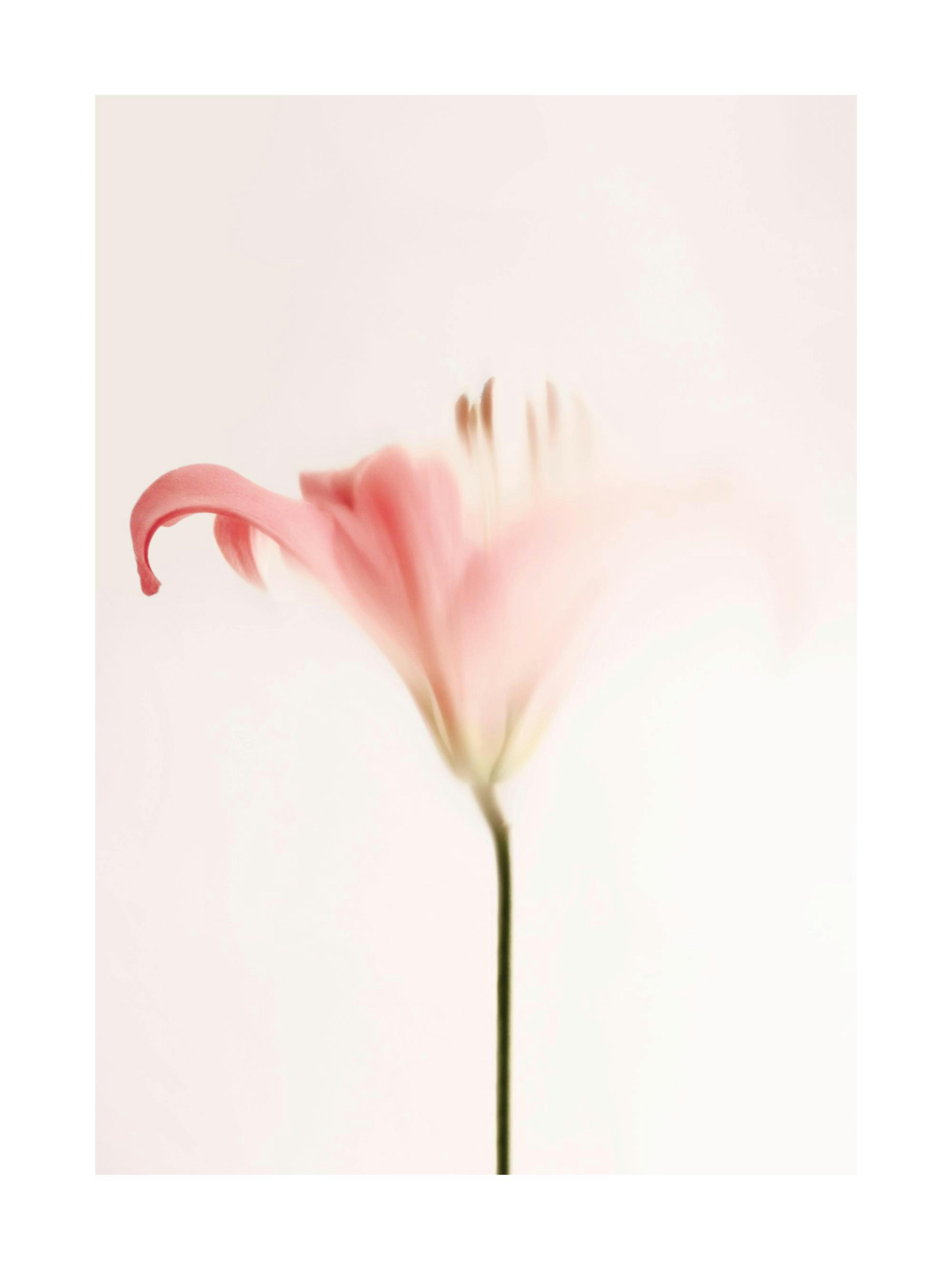 Soft pink lily flower with a straight stem on a light beige background, light and airy photography style