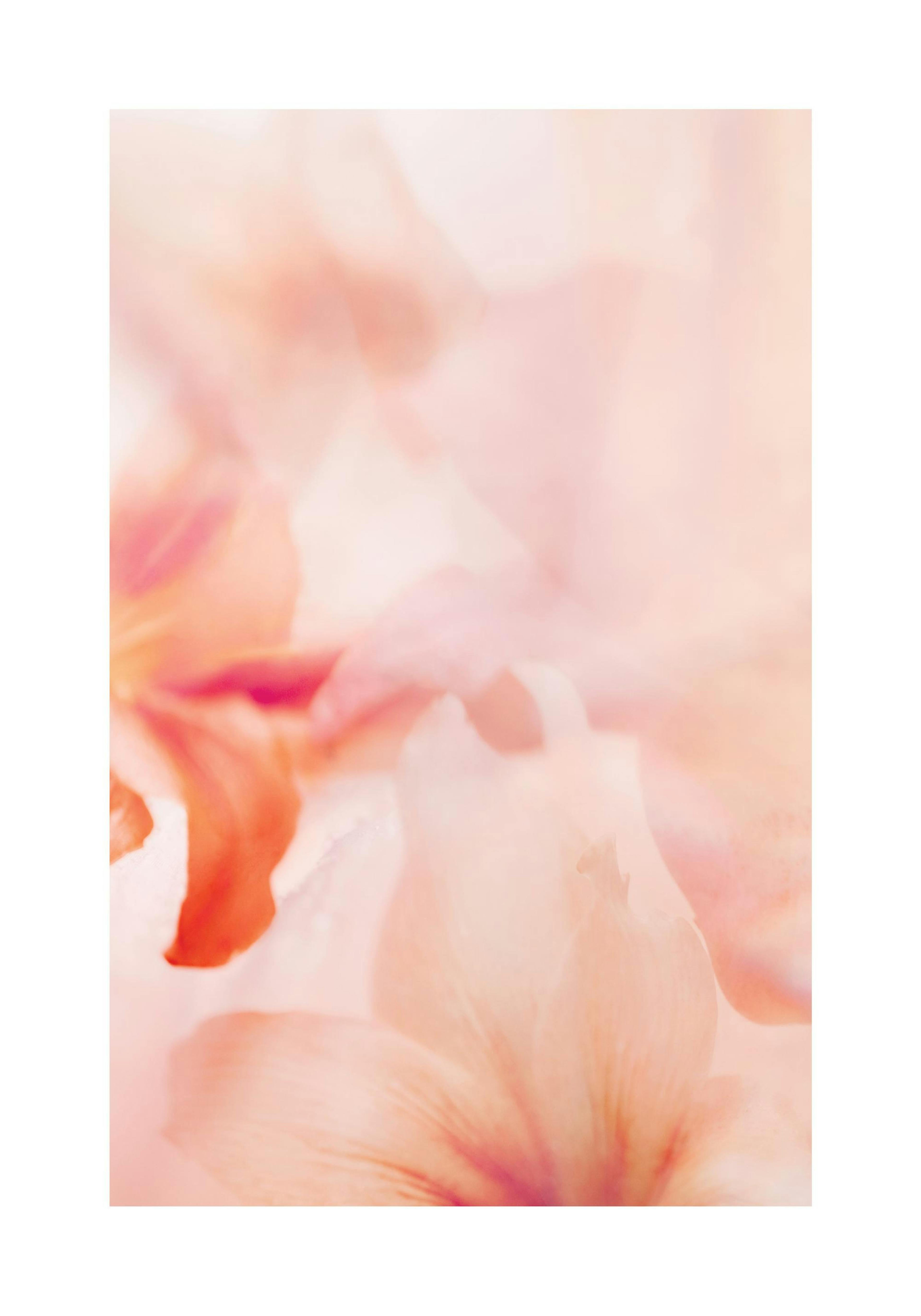 Nahaufnahme von zwei weichen, pfirsichfarbenen Lilienblüten, unscharfer Hintergrund, Poster.