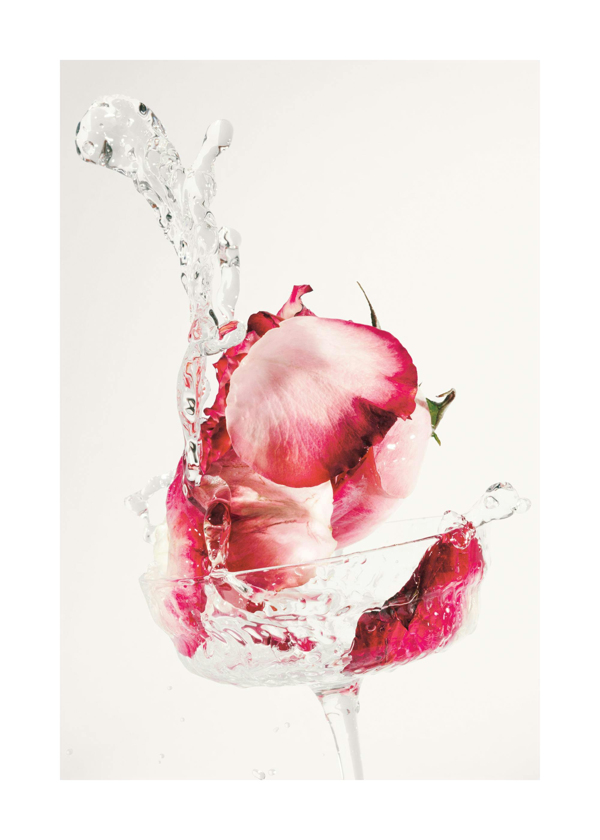 Photography art of pink rose petals splashing into a clear drink in a glass, creating a dynamic splash.