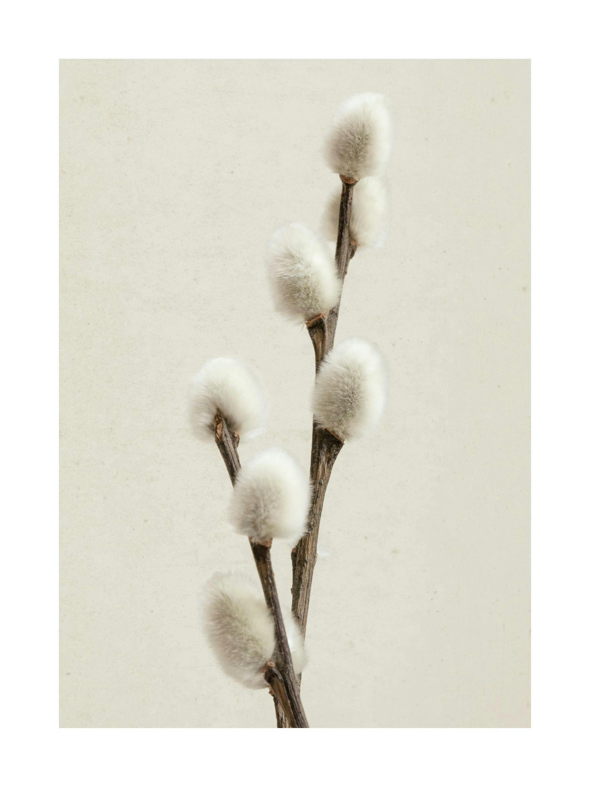 Minimalist photography of a willow twig with soft, fuzzy catkins on a light beige background.