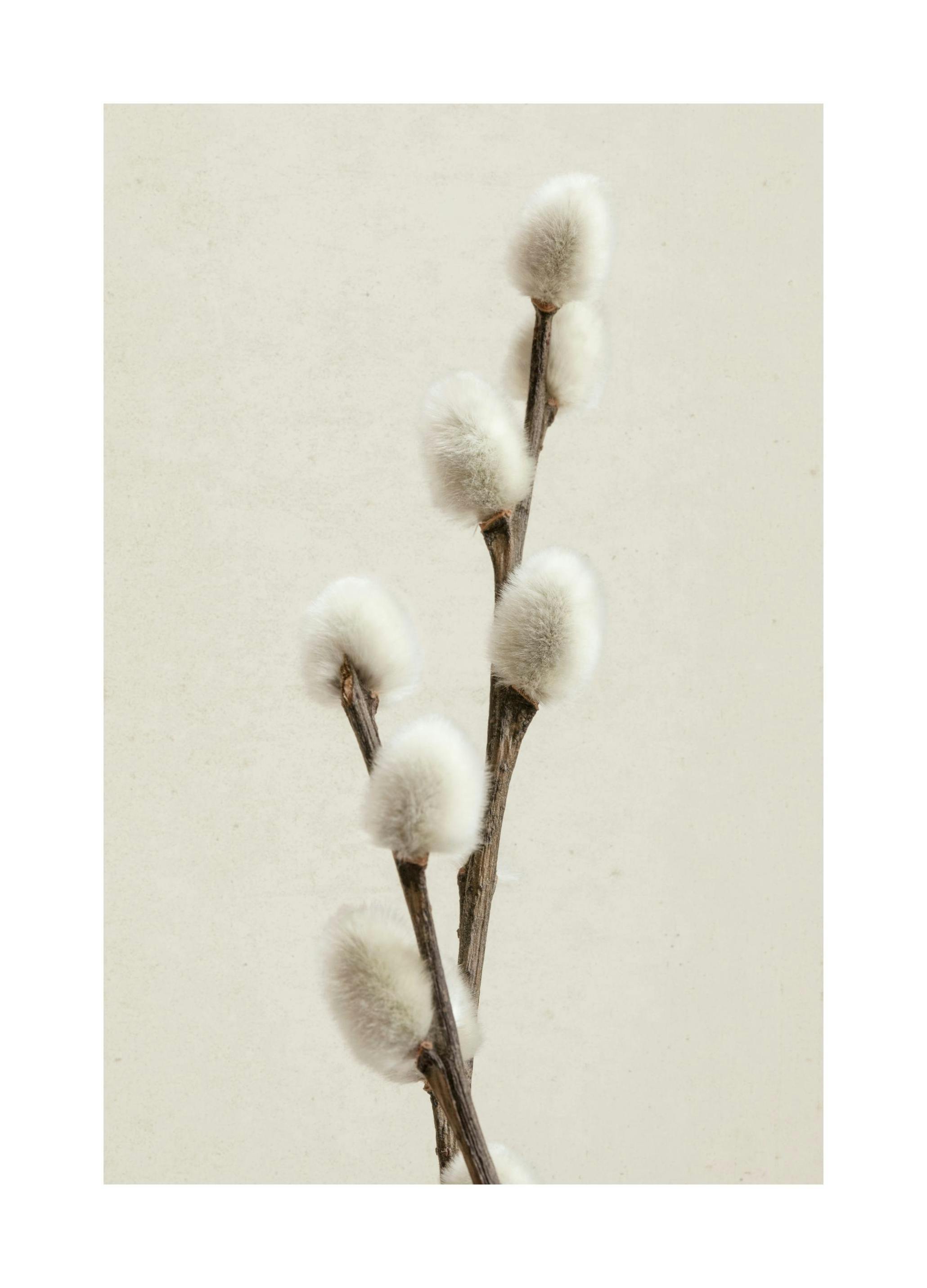 Willow Twig Plakat (30x40 cm)- Fotografia
