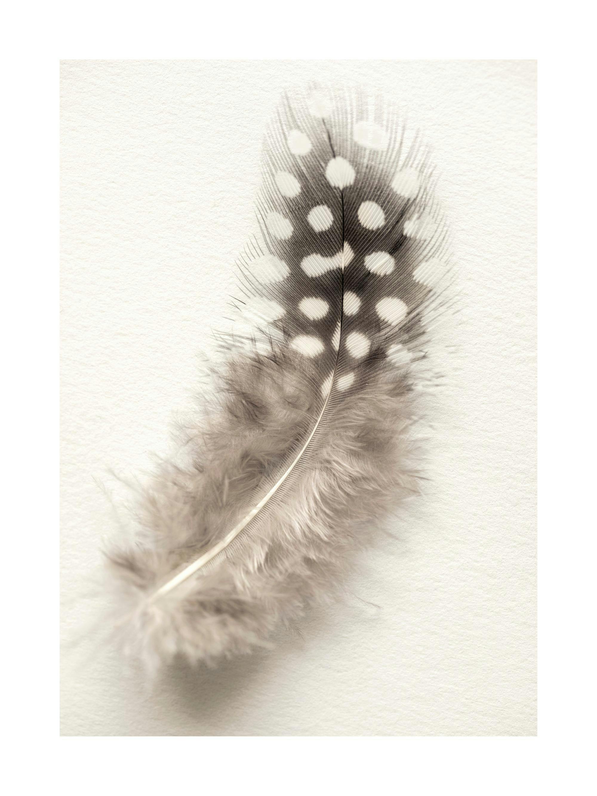 Dotted feather poster, a fluffy feather with large white dots on a dark grey tip, on a beige background.