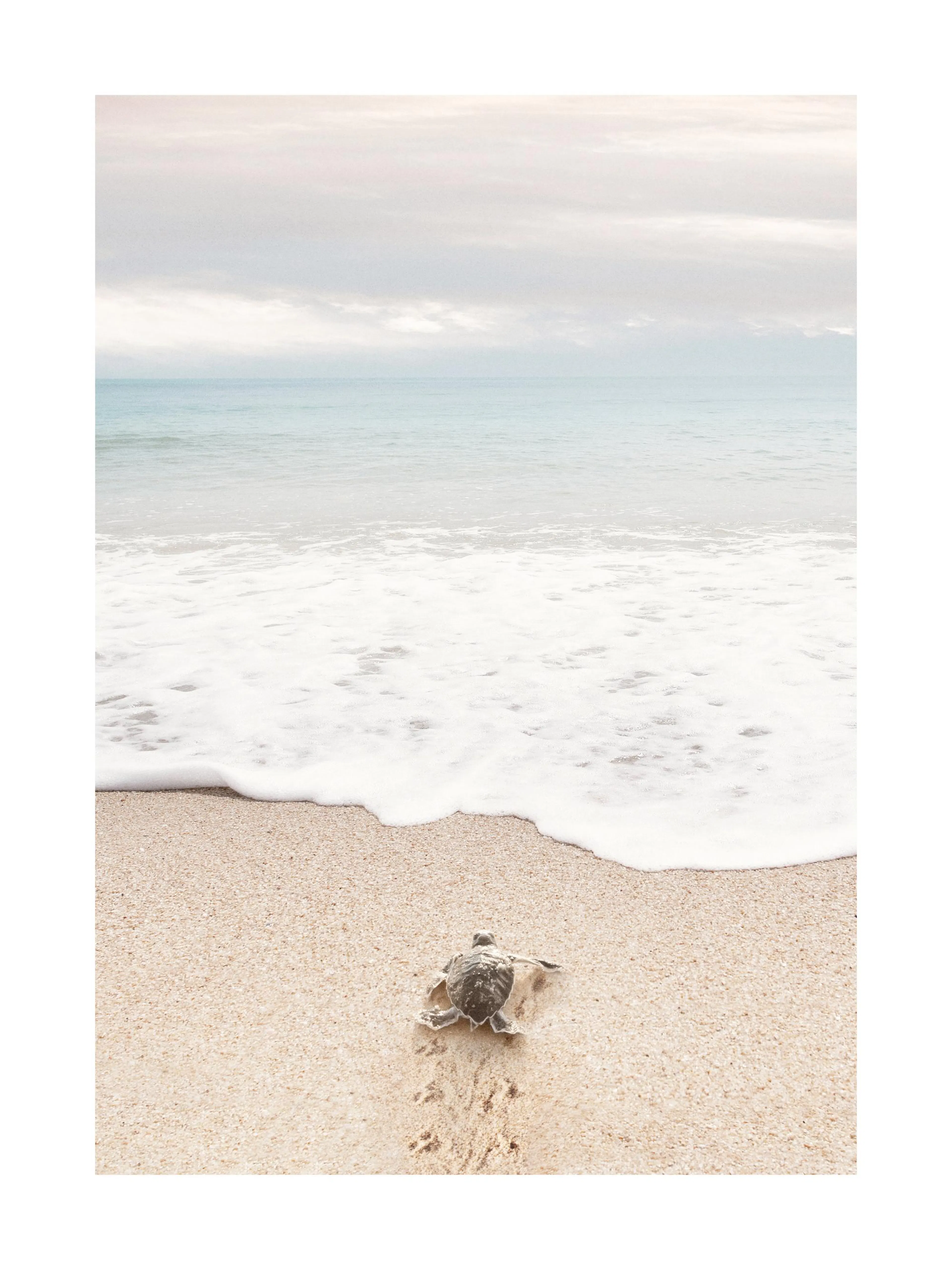 Schildpadje kruipt naar de oceaan, golven spoelen aan op het zandstrand onder een lichte lucht. Dierenposter.