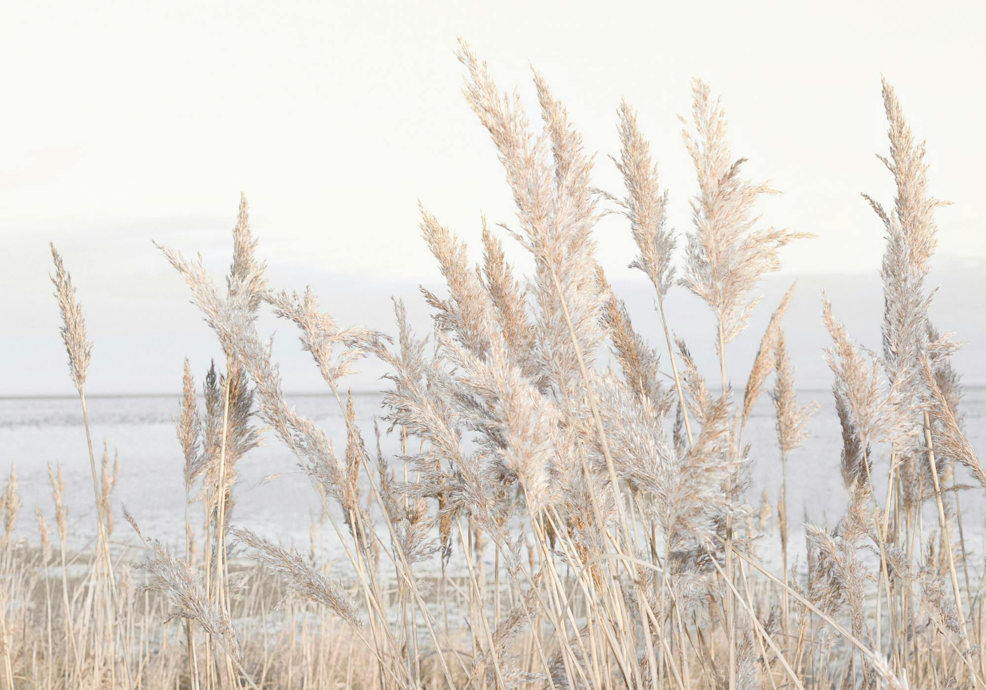 Poster fotografico: Canne beige in primo piano con mare sullo sfondo, in tonalità chiare e naturali.