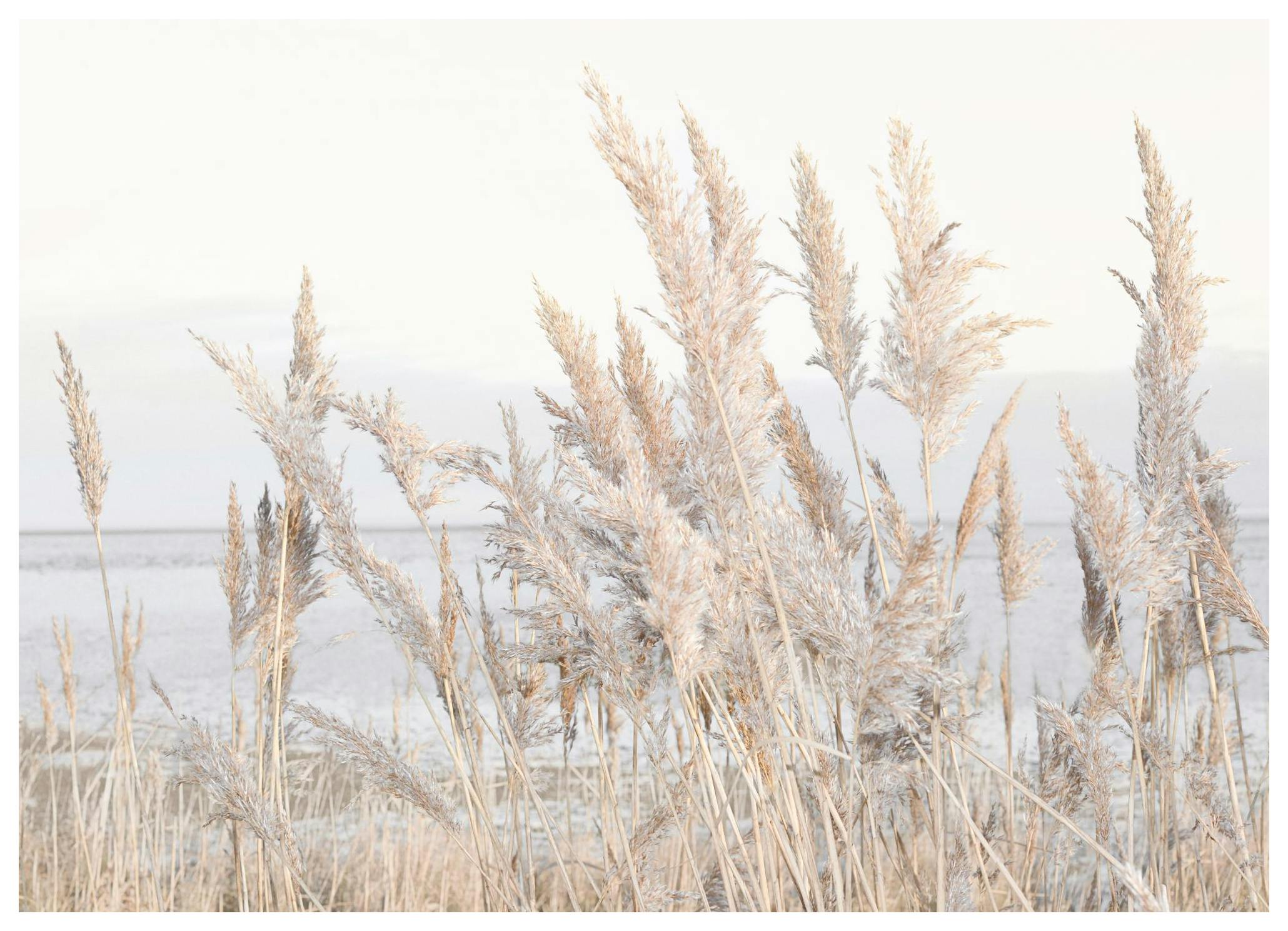Reeds by the Sea Poster (50x70 cm) -  Poster mit Pflanzenmotiven
