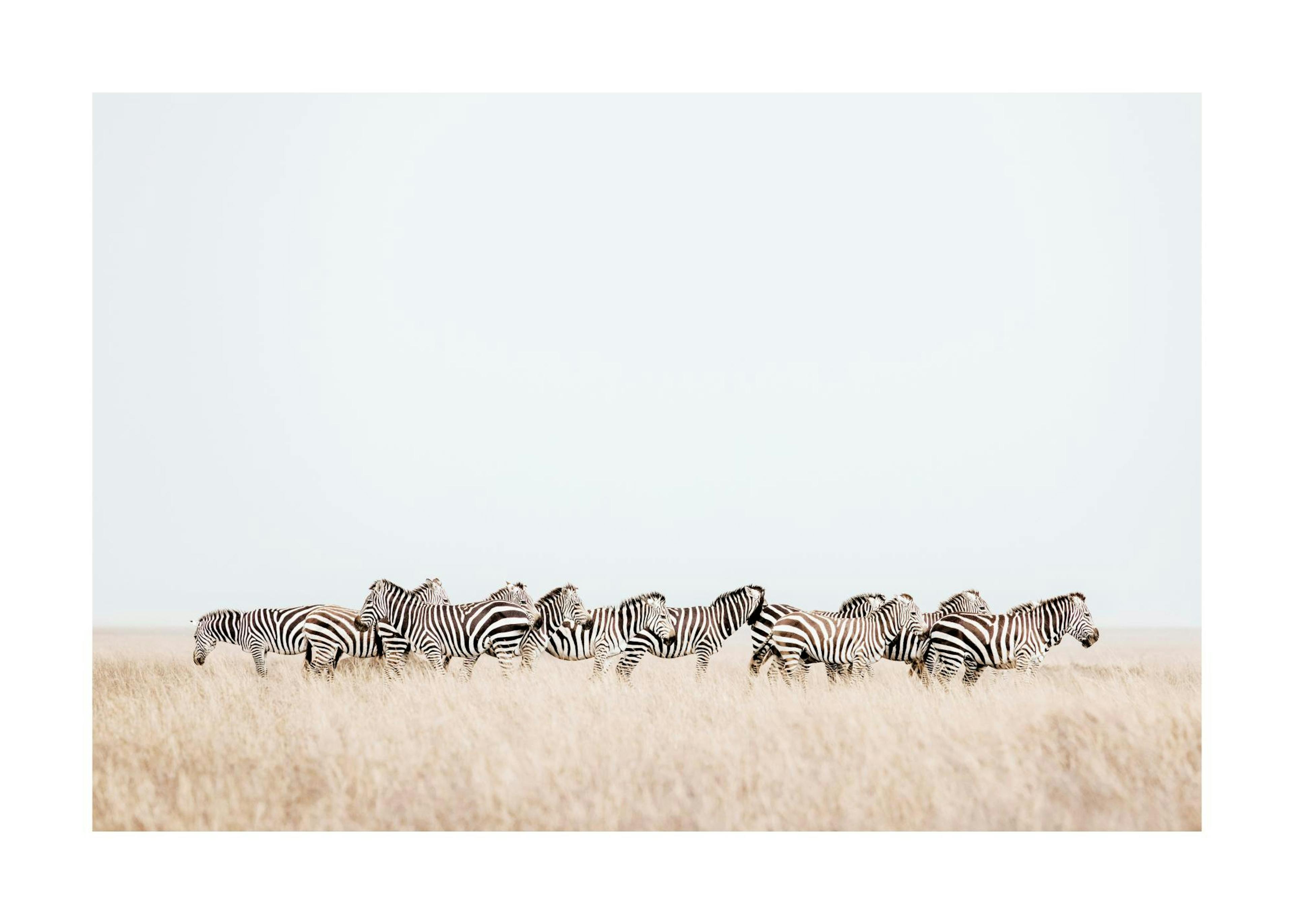 Zebra Herd​ Plakat 0