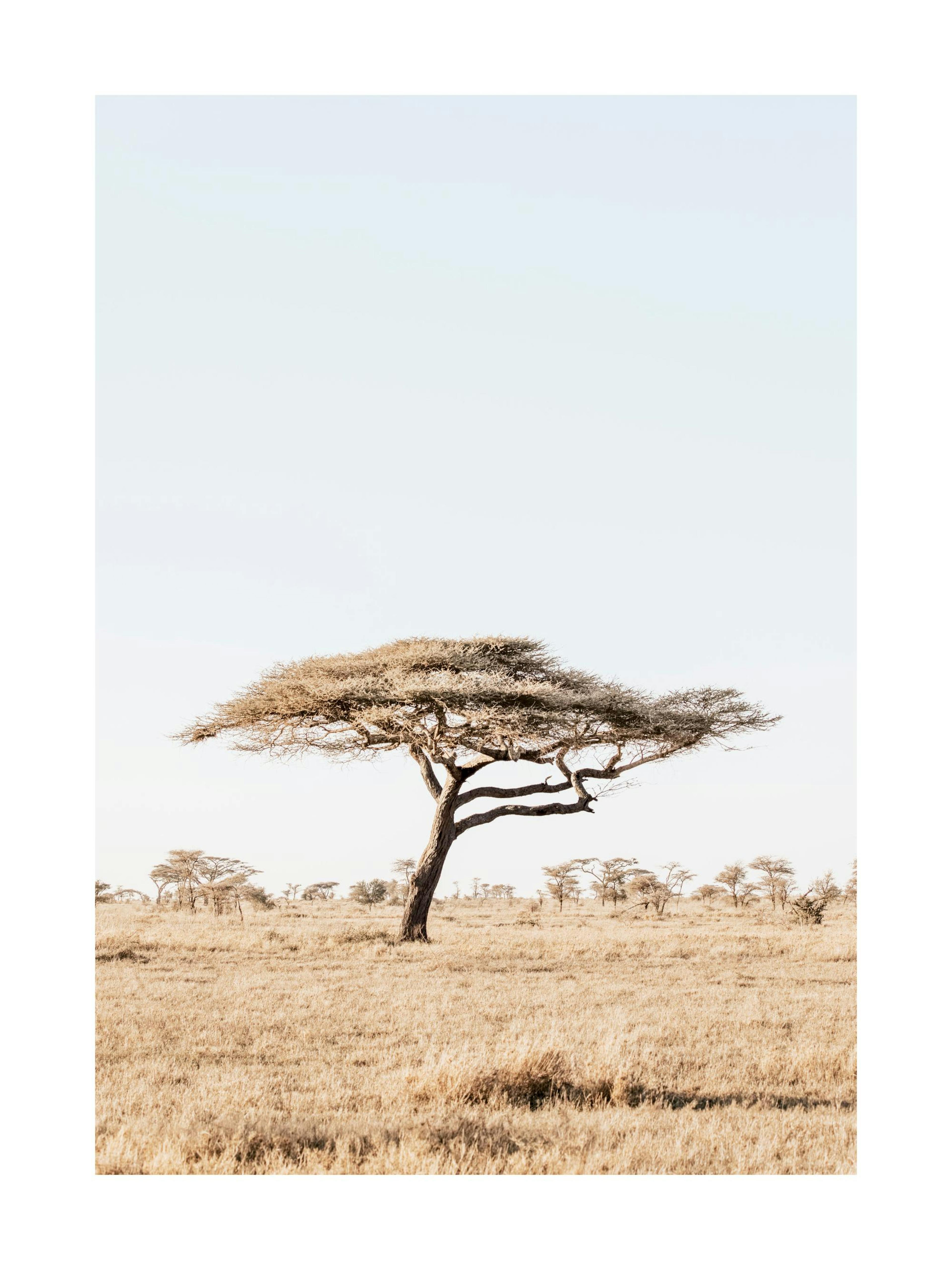 Póster de savana tanzaniana com uma árvore de acácia solitária em paisagem seca e relvado sob céu claro