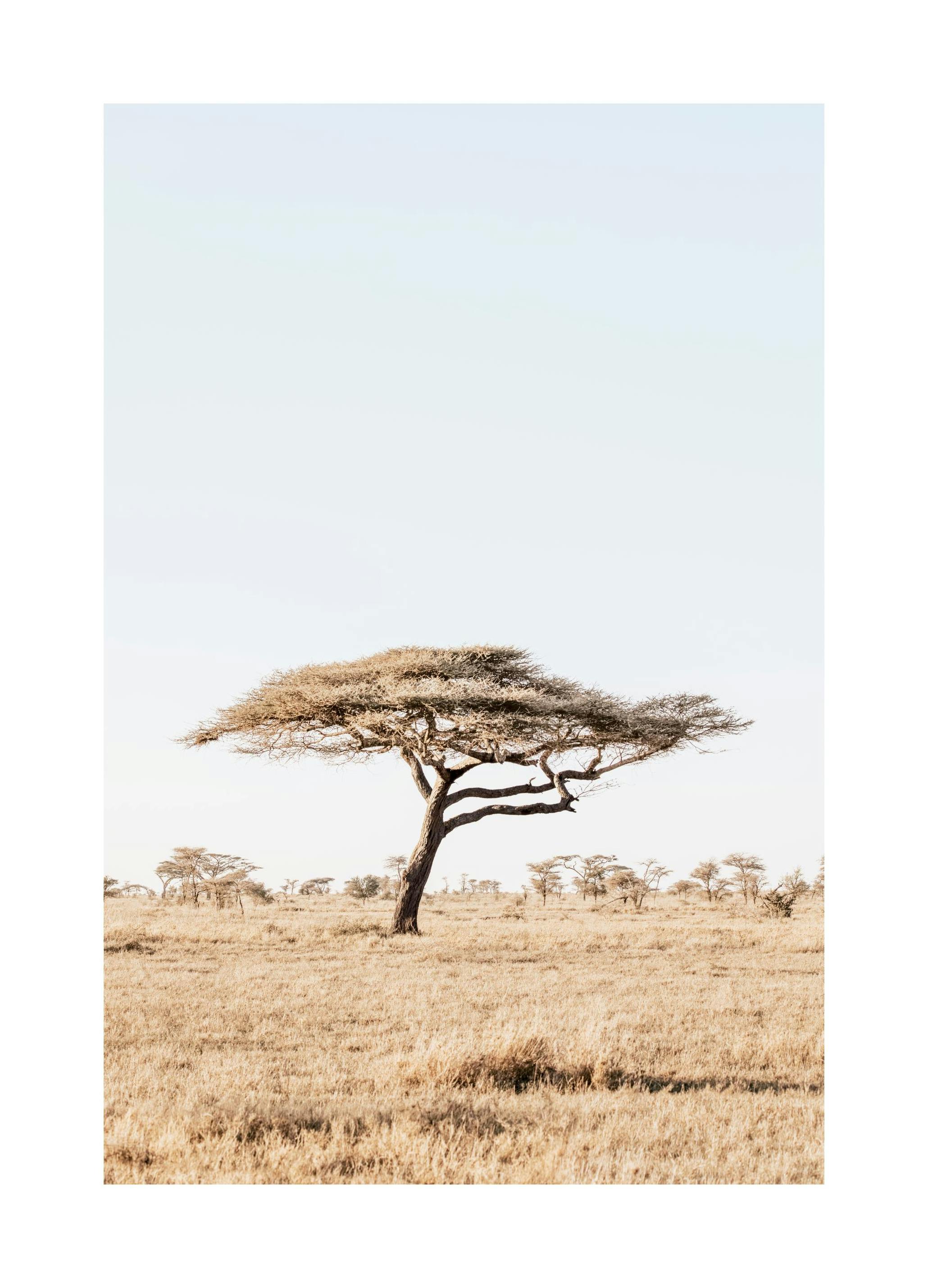 Calm Nature Poster (50x70 cm)
