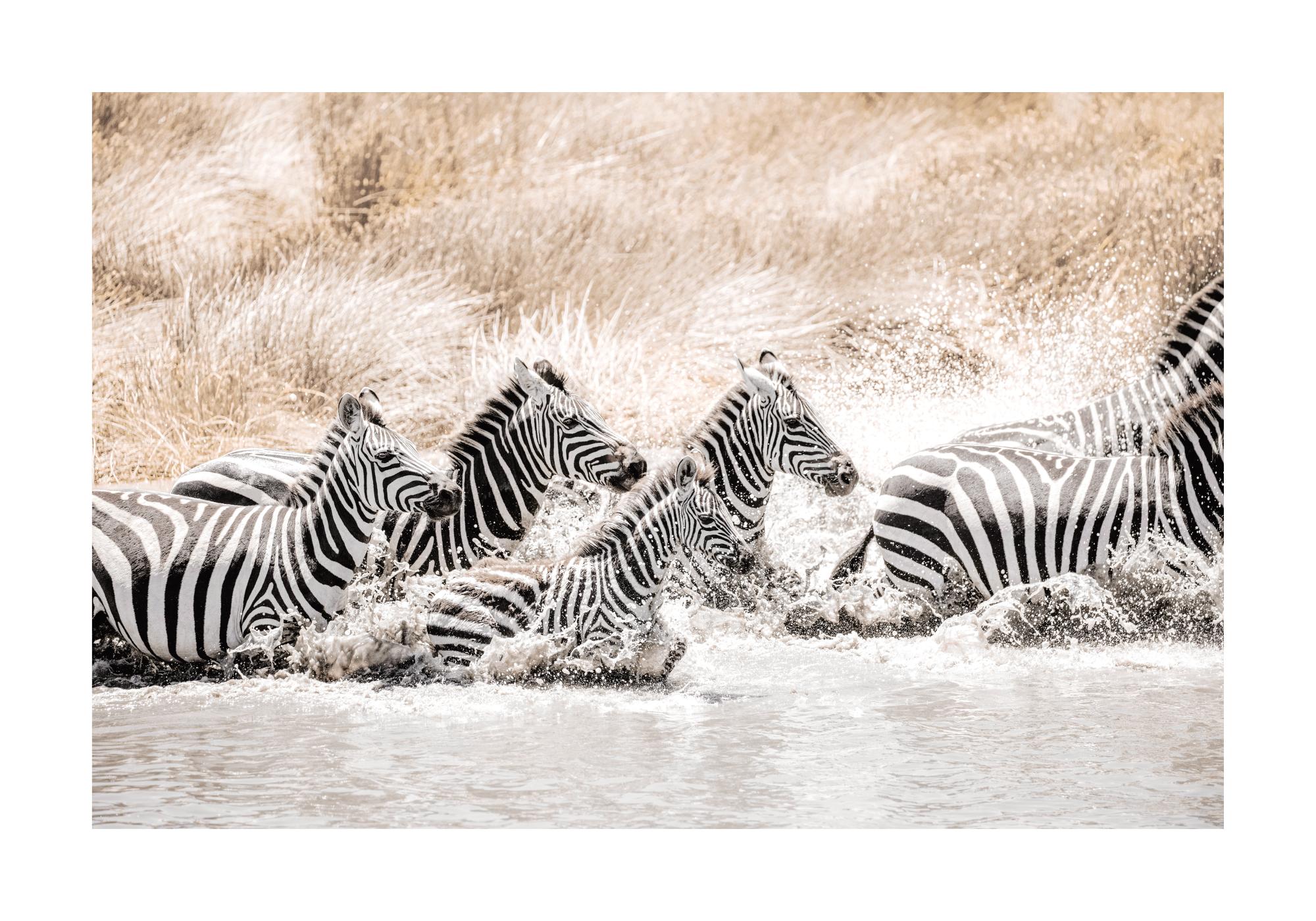 フォトアート Zebras in Movement Print – Wildlife Poster | Desenio