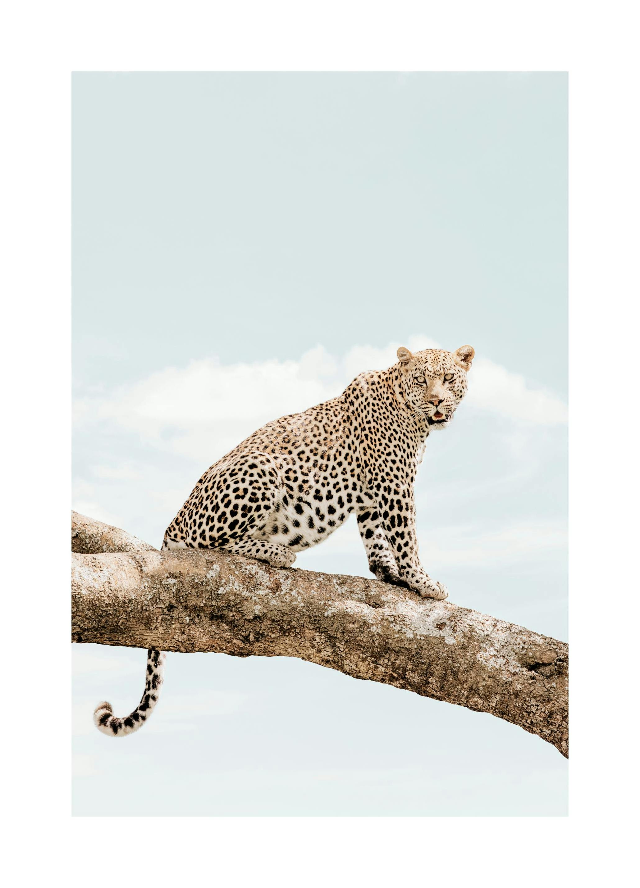 Resting Leopard​ Poster (30x40 cm)- Studio Savanna