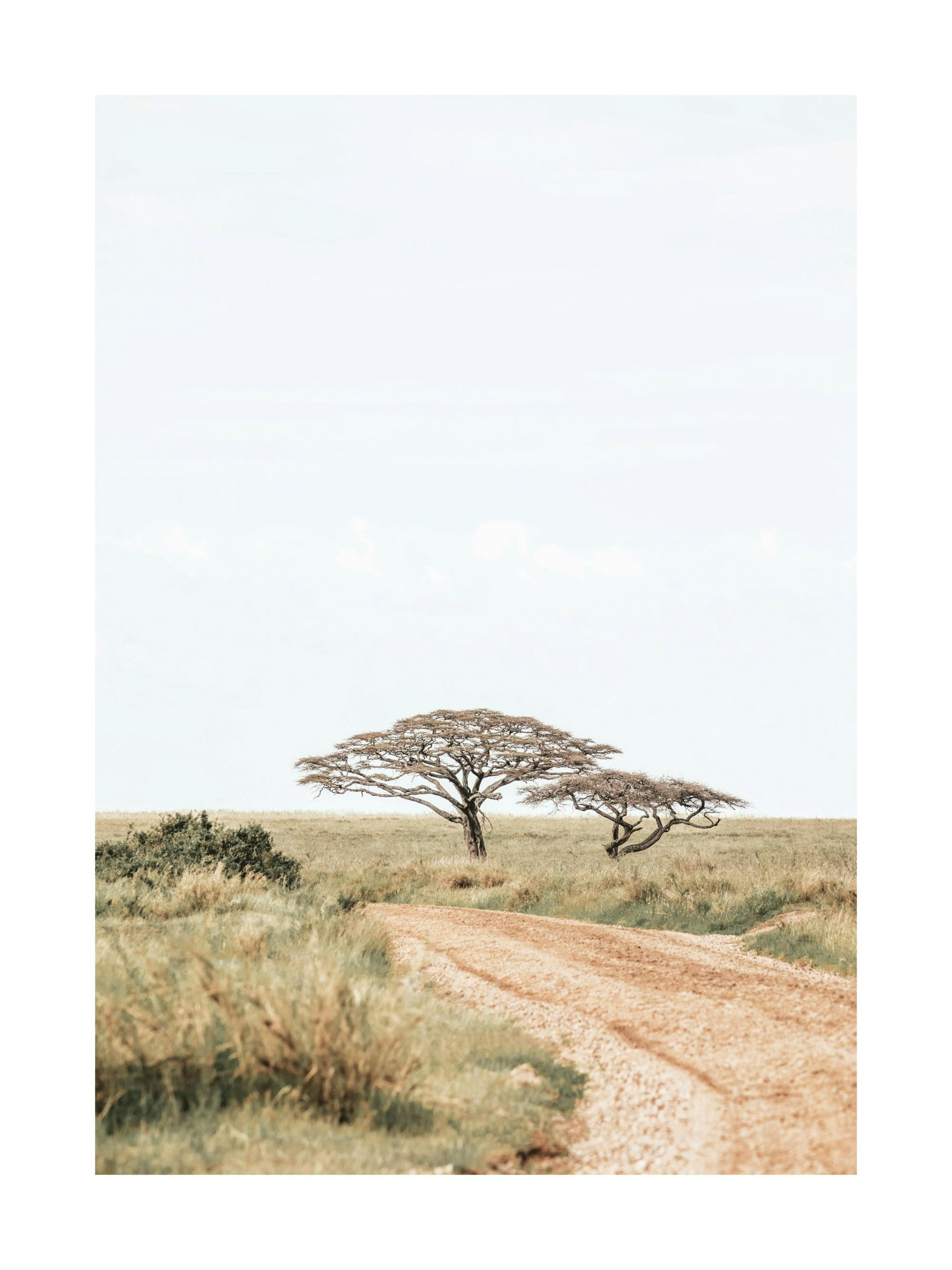 Affiche paysage du parc national du Serengeti avec une route en terre menant vers deux arbres et un ciel clair.