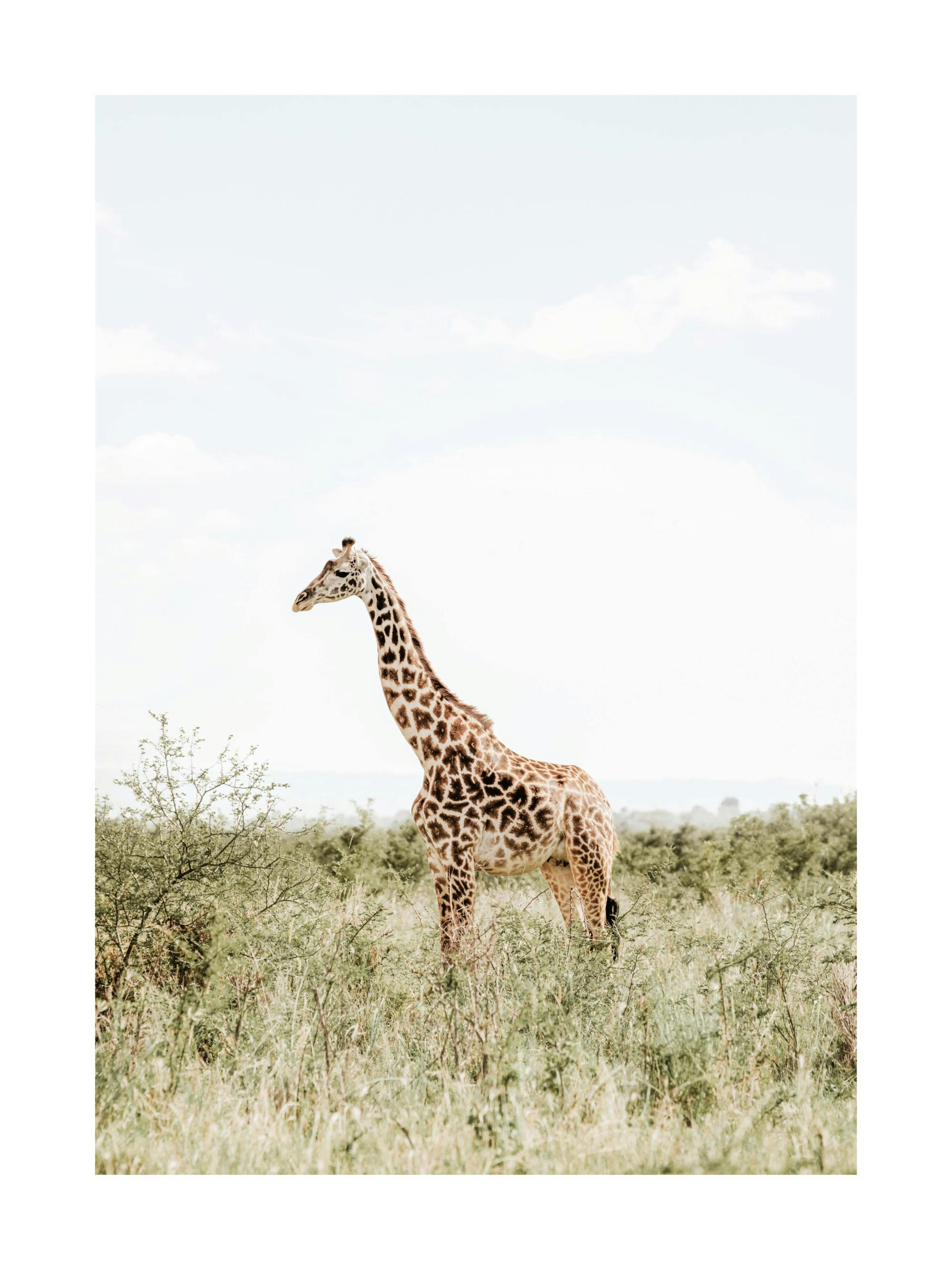 Elegant giraffe standing in a savanna landscape, a stunning print and poster for home decor.