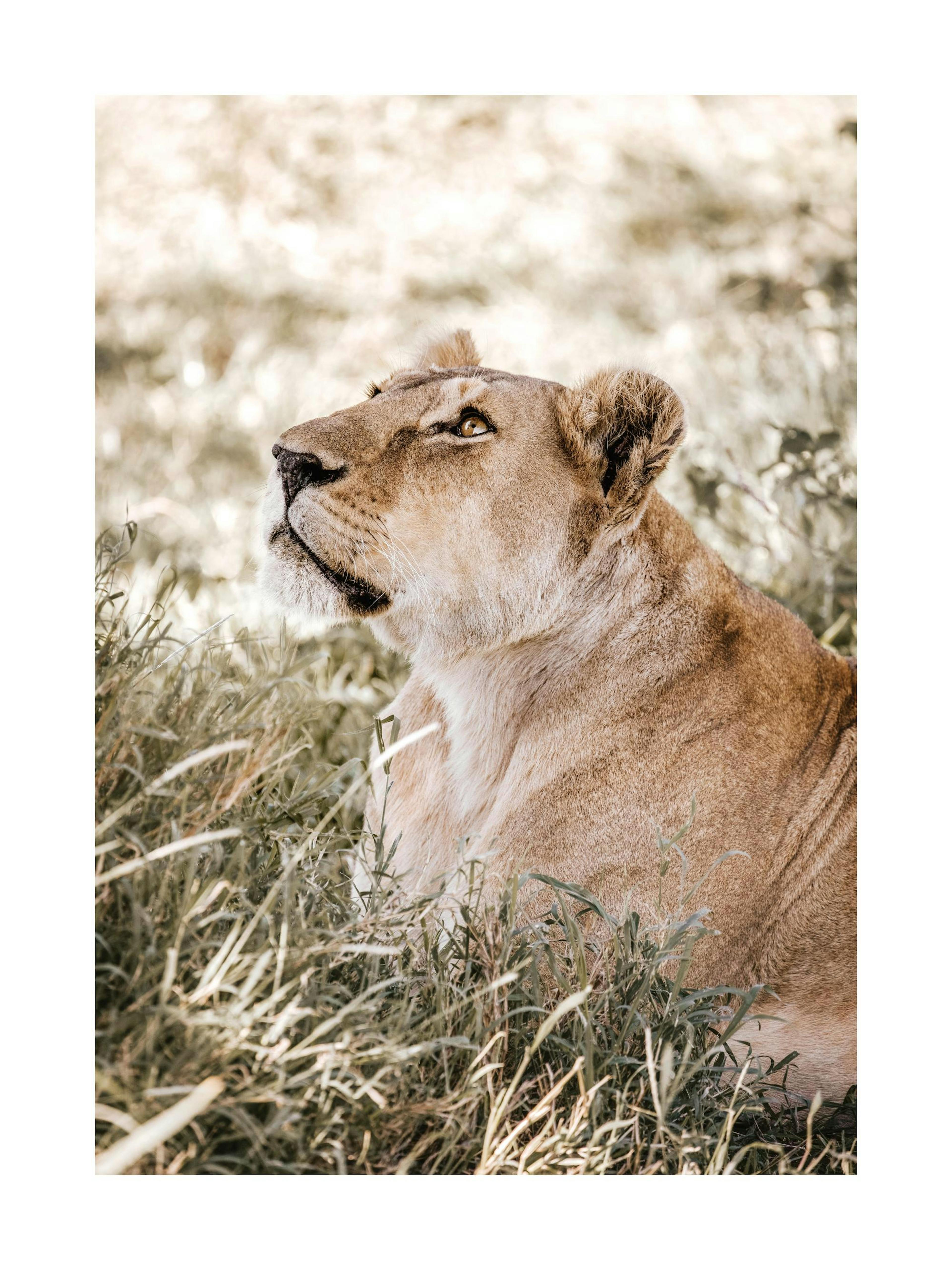 Lioness print, resting in savanna grass, looking up, poster print