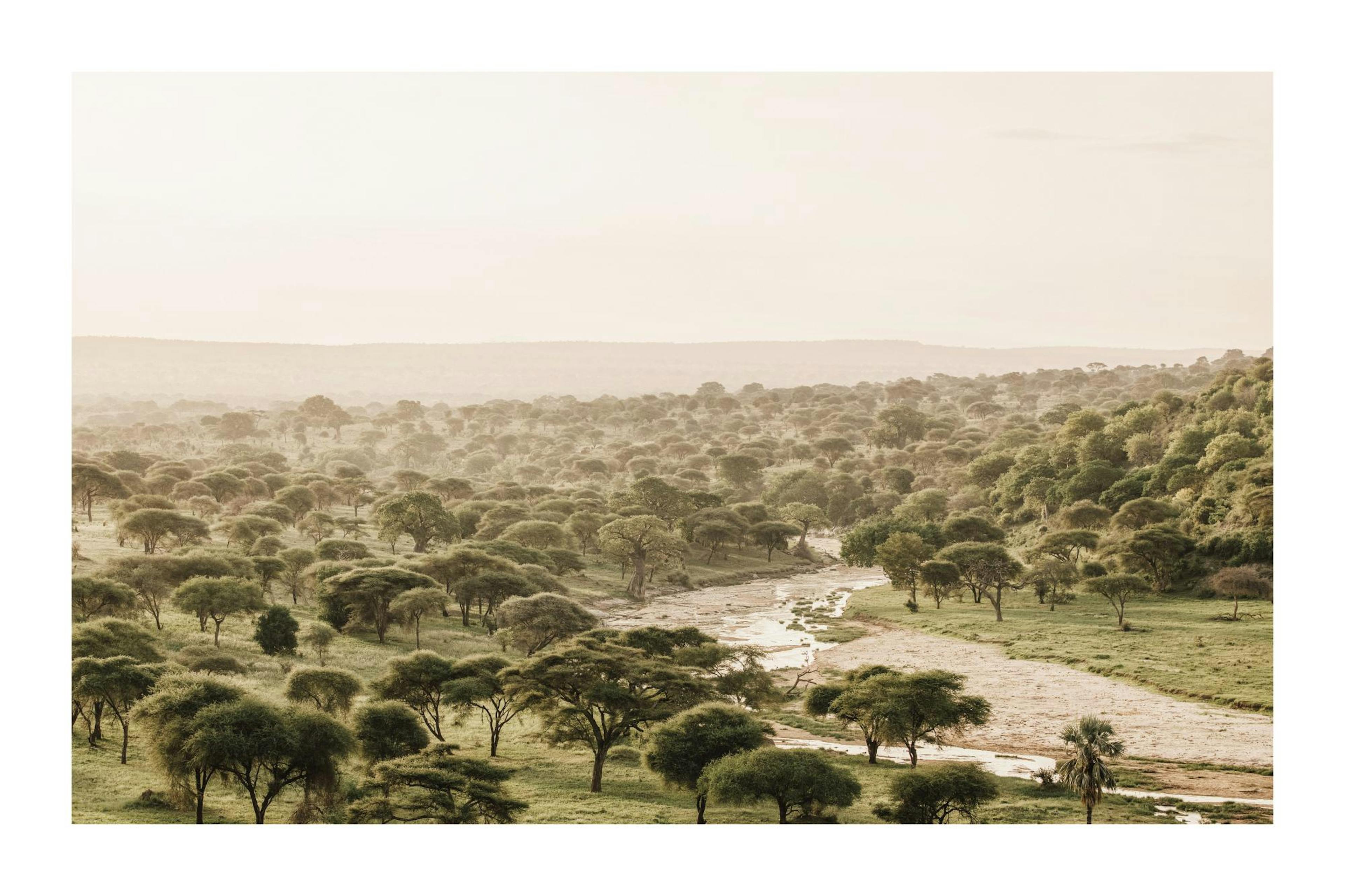 Afrikkalainen savannimaisema, jossa on akaasiapuita ja kuivunut joenuoma