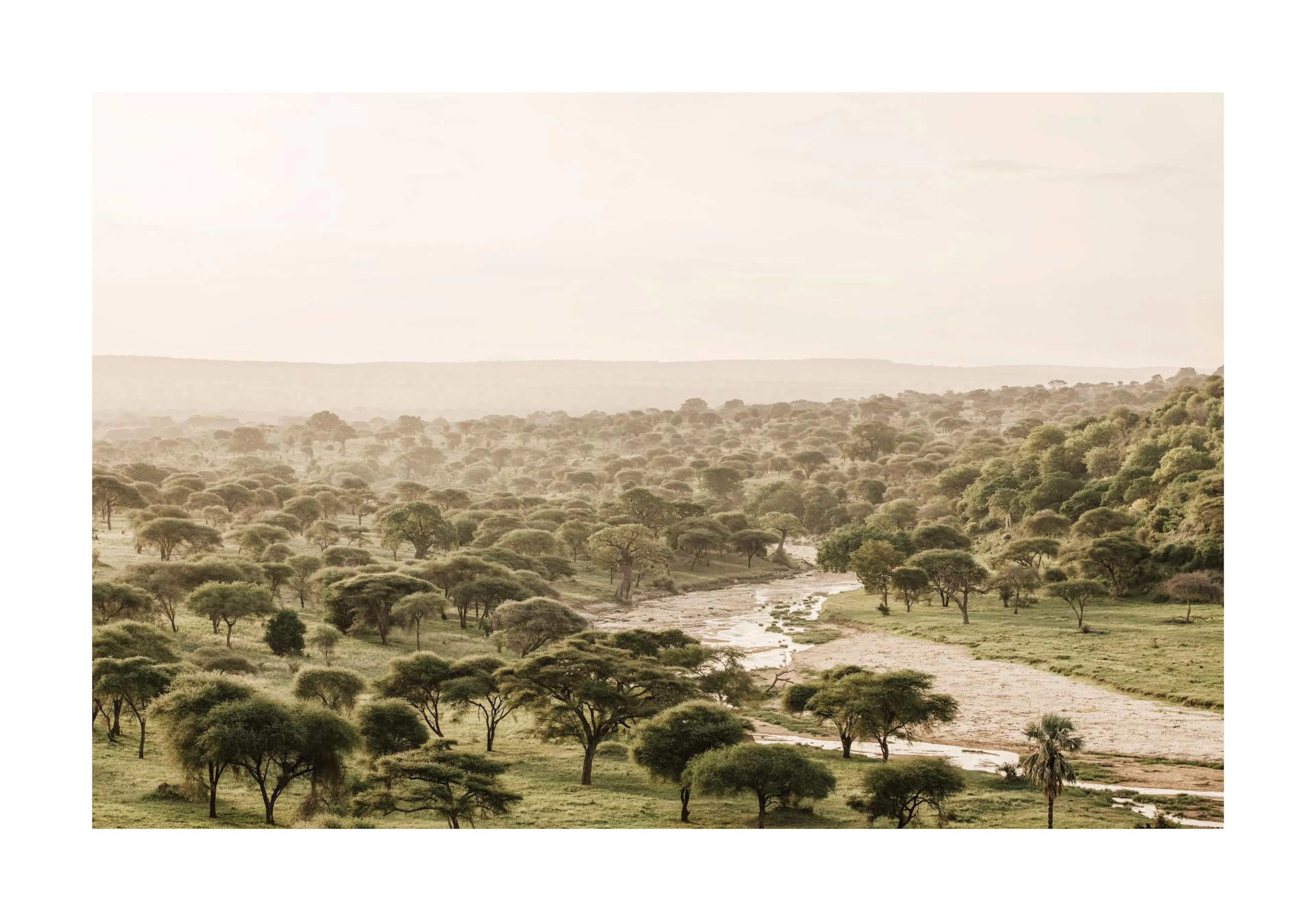 Savana africana con alberi verdi, fiume asciutto, cielo chiaro. Paesaggio selvaggio, natura.