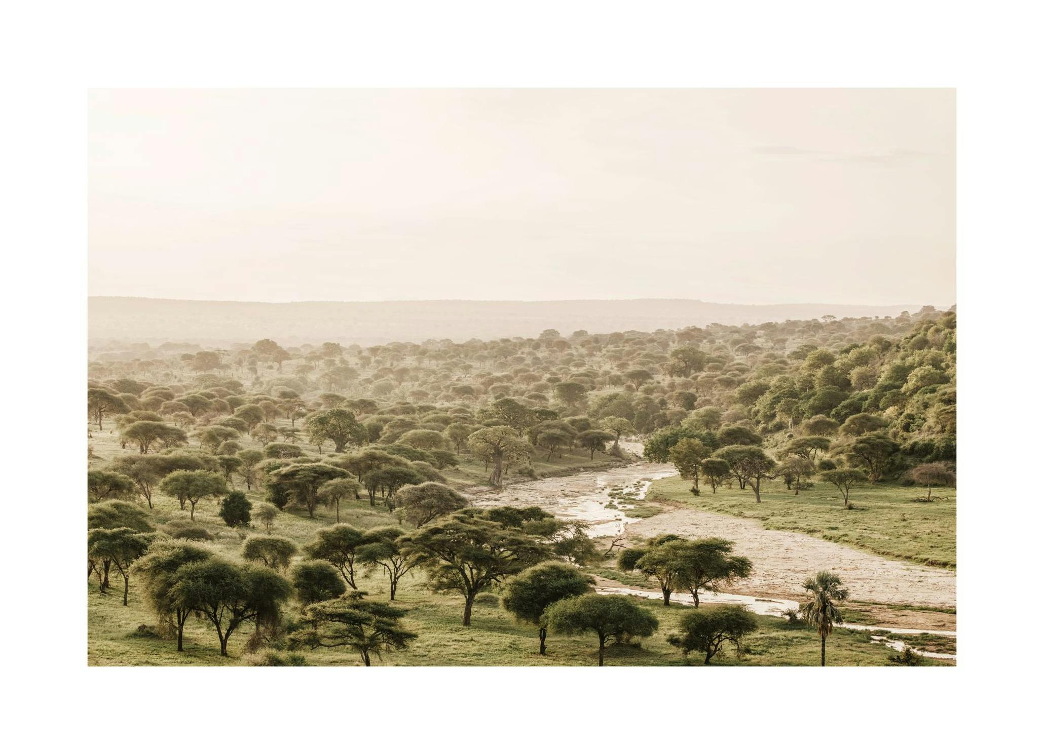 African Wilderness Poster (50x70 cm)