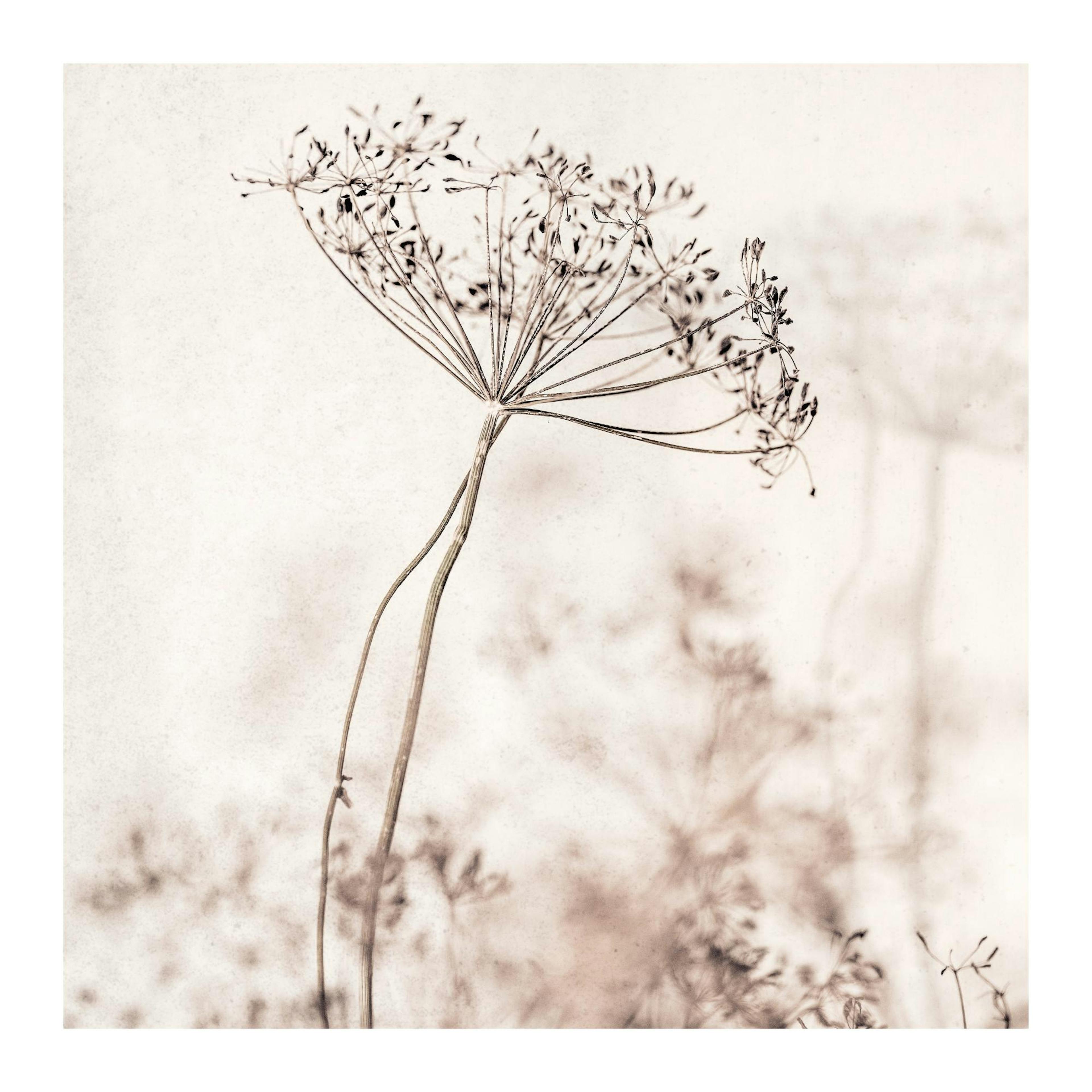 Póster fotográfico de flor seca em tons de bege com um fundo suave. Arte botânica para decoração de casa.