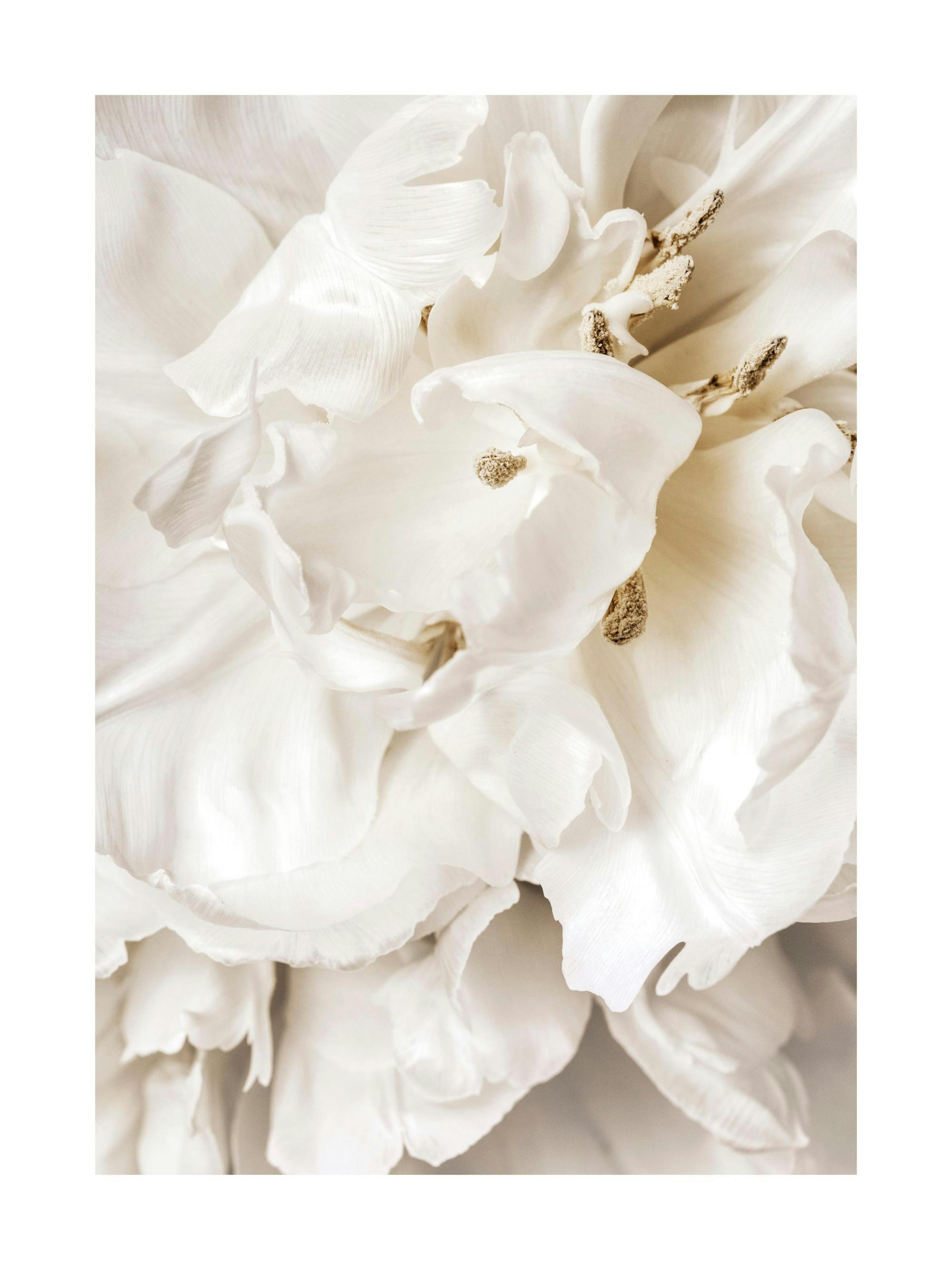 Póster de primer plano de flor blanca con pétalos rizados y estambres dorados, estilo romántico y de ensueño.